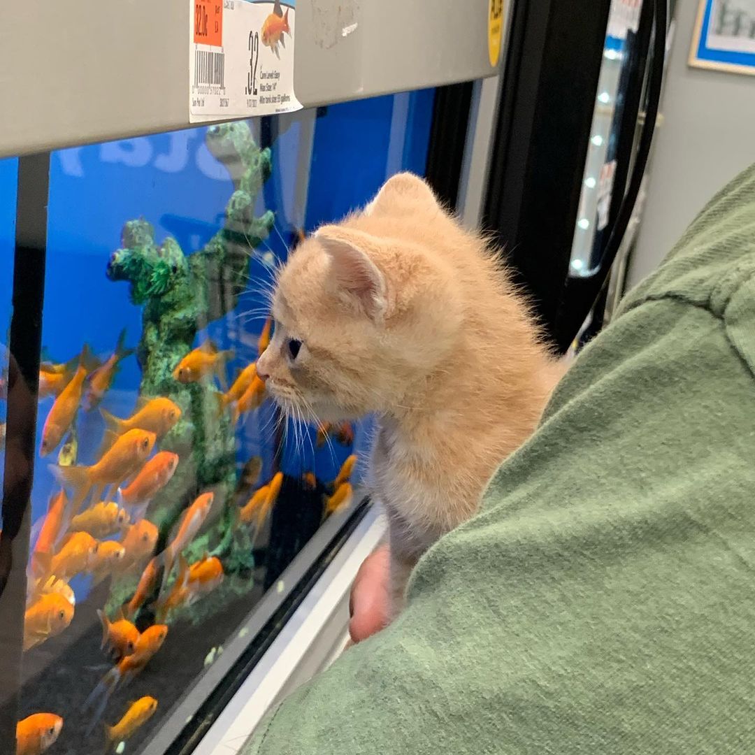 It wouldn’t be an adoption day at @petsuppliesplus without taking a stroll down the fish aisle with our tiniest residents!  Tango is the cutest little purrbox with a love for all things fish! 

He needs another three weeks to grow before he’s ready for his forever home, but we will enjoy sharing him with you all  In the meantime! 

<a target='_blank' href='https://www.instagram.com/explore/tags/adoptdontshop/'>#adoptdontshop</a> <a target='_blank' href='https://www.instagram.com/explore/tags/adopt/'>#adopt</a> <a target='_blank' href='https://www.instagram.com/explore/tags/foster/'>#foster</a> <a target='_blank' href='https://www.instagram.com/explore/tags/rescuekitten/'>#rescuekitten</a> <a target='_blank' href='https://www.instagram.com/explore/tags/CatTV/'>#CatTV</a> <a target='_blank' href='https://www.instagram.com/explore/tags/justkeepswimming/'>#justkeepswimming</a> <a target='_blank' href='https://www.instagram.com/explore/tags/kitten/'>#kitten</a> <a target='_blank' href='https://www.instagram.com/explore/tags/operationhealingwhiskersrescue/'>#operationhealingwhiskersrescue</a> <a target='_blank' href='https://www.instagram.com/explore/tags/ohw/'>#ohw</a> <a target='_blank' href='https://www.instagram.com/explore/tags/orangecat/'>#orangecat</a> <a target='_blank' href='https://www.instagram.com/explore/tags/cute/'>#cute</a> <a target='_blank' href='https://www.instagram.com/explore/tags/fayettevillenc/'>#fayettevillenc</a> <a target='_blank' href='https://www.instagram.com/explore/tags/hopemillsnc/'>#hopemillsnc</a> <a target='_blank' href='https://www.instagram.com/explore/tags/raefordnc/'>#raefordnc</a> <a target='_blank' href='https://www.instagram.com/explore/tags/fortbraggnc/'>#fortbraggnc</a>