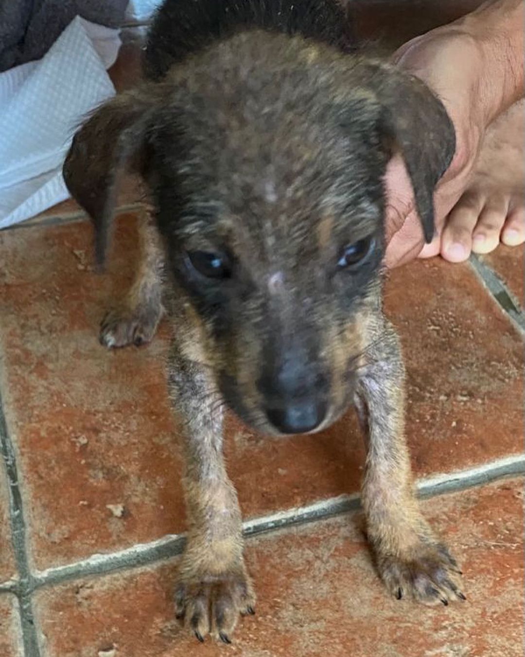 This is our latest rescue. 💔😭 We couldn’t say no. This litter of 5 puppies were dumped in the back of a restaurant (no mother in sight) and we were asked if we could take on the case. The look like dachshund mixes!

They have some serious mange which we are addressing. They have been having medical baths for it. 🛁 

We look forward to their recovery and getting them adopted into loving homes where they will be cherished as a member of the family. 

We would be so grateful for donations and shares to support their ongoing care! Thank you so much as usual!

Venmo: @miraclesforsatosrescue
PayPal: miraclesforsatosrescue@gmail.com
ATH: 787-210-0041

<a target='_blank' href='https://www.instagram.com/explore/tags/miraclesforsatosrescue/'>#miraclesforsatosrescue</a> <a target='_blank' href='https://www.instagram.com/explore/tags/dogrescue/'>#dogrescue</a> <a target='_blank' href='https://www.instagram.com/explore/tags/rescuedogsofinstagram/'>#rescuedogsofinstagram</a> <a target='_blank' href='https://www.instagram.com/explore/tags/puppyrescue/'>#puppyrescue</a> <a target='_blank' href='https://www.instagram.com/explore/tags/puppy/'>#puppy</a> <a target='_blank' href='https://www.instagram.com/explore/tags/abandonedpuppies/'>#abandonedpuppies</a> <a target='_blank' href='https://www.instagram.com/explore/tags/dogsofpuertorico/'>#dogsofpuertorico</a> <a target='_blank' href='https://www.instagram.com/explore/tags/puertorico/'>#puertorico</a> <a target='_blank' href='https://www.instagram.com/explore/tags/fundraiser/'>#fundraiser</a> <a target='_blank' href='https://www.instagram.com/explore/tags/donate/'>#donate</a> <a target='_blank' href='https://www.instagram.com/explore/tags/donateplease/'>#donateplease</a> <a target='_blank' href='https://www.instagram.com/explore/tags/pleasedonate/'>#pleasedonate</a> <a target='_blank' href='https://www.instagram.com/explore/tags/dachshundsofinstagram/'>#dachshundsofinstagram</a> <a target='_blank' href='https://www.instagram.com/explore/tags/chihuahuasofinstagram/'>#chihuahuasofinstagram</a>