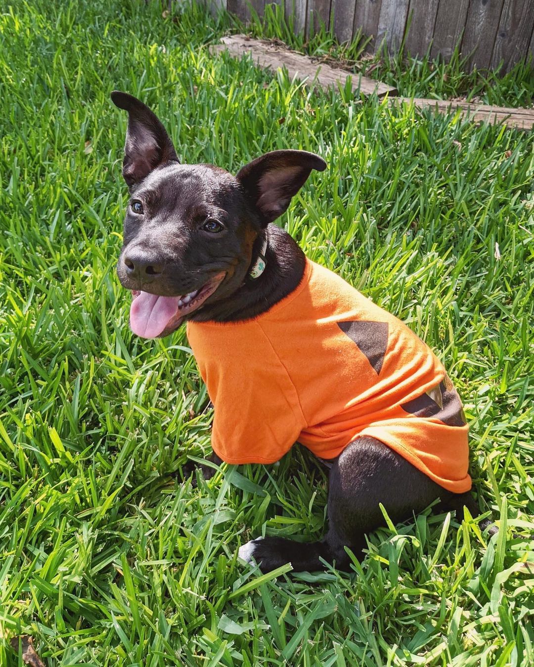 Joey is getting into that Halloween 🎃 spirit. We think black cats are cute, but black puppies are cuter! You have time to adopt this adorable pooch before Joey’s favorite holiday is over… just imagine how many adorable costume photos you can take before October 31st?!? We’re sure there are a few doggy costume contests around Austin he is guaranteed to be a winner in!!!

<a target='_blank' href='https://www.instagram.com/explore/tags/adoptme/'>#adoptme</a> <a target='_blank' href='https://www.instagram.com/explore/tags/blackpuppy/'>#blackpuppy</a> <a target='_blank' href='https://www.instagram.com/explore/tags/halloweencostume/'>#halloweencostume</a> <a target='_blank' href='https://www.instagram.com/explore/tags/mixedbreed/'>#mixedbreed</a> <a target='_blank' href='https://www.instagram.com/explore/tags/austintexas/'>#austintexas</a> <a target='_blank' href='https://www.instagram.com/explore/tags/dogrescue/'>#dogrescue</a> <a target='_blank' href='https://www.instagram.com/explore/tags/fosterdog/'>#fosterdog</a> <a target='_blank' href='https://www.instagram.com/explore/tags/rescuedog/'>#rescuedog</a> <a target='_blank' href='https://www.instagram.com/explore/tags/fosterpuppy/'>#fosterpuppy</a> <a target='_blank' href='https://www.instagram.com/explore/tags/lookingforforeverhome/'>#lookingforforeverhome</a> <a target='_blank' href='https://www.instagram.com/explore/tags/adoptdontshop/'>#adoptdontshop</a> <a target='_blank' href='https://www.instagram.com/explore/tags/rescuedogsofinstagram/'>#rescuedogsofinstagram</a> <a target='_blank' href='https://www.instagram.com/explore/tags/rescuedogs/'>#rescuedogs</a> <a target='_blank' href='https://www.instagram.com/explore/tags/pumpkinspice/'>#pumpkinspice</a> <a target='_blank' href='https://www.instagram.com/explore/tags/andeverythingnice/'>#andeverythingnice</a> <a target='_blank' href='https://www.instagram.com/explore/tags/atxdogs/'>#atxdogs</a> <a target='_blank' href='https://www.instagram.com/explore/tags/512dogs/'>#512dogs</a> <a target='_blank' href='https://www.instagram.com/explore/tags/dogsofaustin/'>#dogsofaustin</a> <a target='_blank' href='https://www.instagram.com/explore/tags/dontshopadopt/'>#dontshopadopt</a>