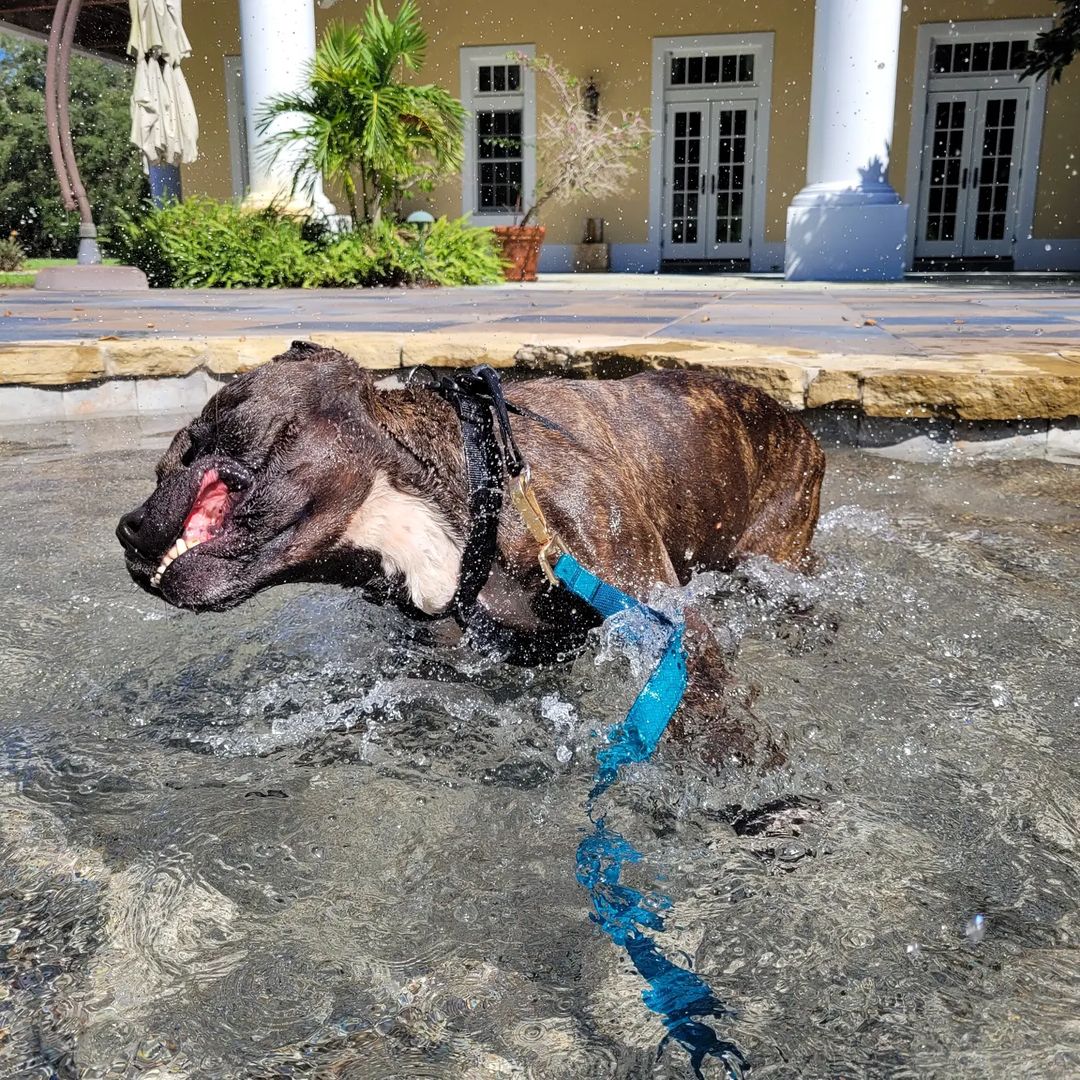 Lexi is all about having some fun in the sun!

www.owar.org/lexi

.
.
.

<a target='_blank' href='https://www.instagram.com/explore/tags/owar/'>#owar</a> <a target='_blank' href='https://www.instagram.com/explore/tags/onthewingsofangels/'>#onthewingsofangels</a> <a target='_blank' href='https://www.instagram.com/explore/tags/rescue/'>#rescue</a> <a target='_blank' href='https://www.instagram.com/explore/tags/rescuedog/'>#rescuedog</a> <a target='_blank' href='https://www.instagram.com/explore/tags/tamparescue/'>#tamparescue</a> <a target='_blank' href='https://www.instagram.com/explore/tags/adoptdontshop/'>#adoptdontshop</a> <a target='_blank' href='https://www.instagram.com/explore/tags/adoptme/'>#adoptme</a> <a target='_blank' href='https://www.instagram.com/explore/tags/bayarea/'>#bayarea</a> <a target='_blank' href='https://www.instagram.com/explore/tags/florida/'>#florida</a> <a target='_blank' href='https://www.instagram.com/explore/tags/floridadog/'>#floridadog</a> <a target='_blank' href='https://www.instagram.com/explore/tags/dogrescue/'>#dogrescue</a> <a target='_blank' href='https://www.instagram.com/explore/tags/dogsofinstagram/'>#dogsofinstagram</a> <a target='_blank' href='https://www.instagram.com/explore/tags/bslsucks/'>#bslsucks</a> <a target='_blank' href='https://www.instagram.com/explore/tags/dontbullymybreed/'>#dontbullymybreed</a> <a target='_blank' href='https://www.instagram.com/explore/tags/dog/'>#dog</a> <a target='_blank' href='https://www.instagram.com/explore/tags/seniordog/'>#seniordog</a>