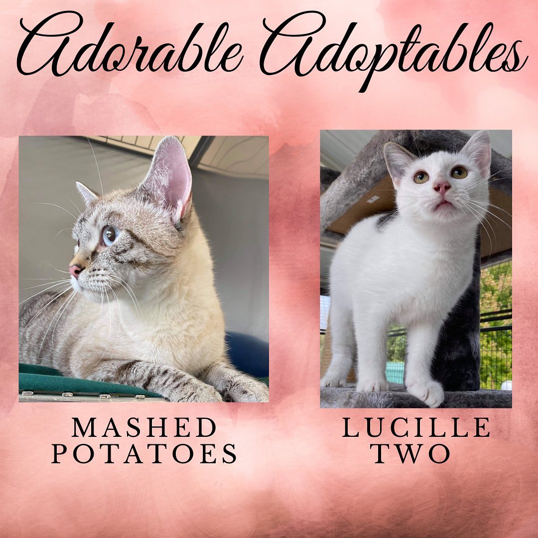 Here are just a few of the adorable adoptable animals here at T. Russell Reitz! If you are interested in adopting, we are open Monday-Saturday, 1-5pm and would be more than happy to help you find your new best friend! You can find the rest of our adoptable pets at https://www.petfinder.com/search/pets-for-adoption/?shelter_id%5B0%5D=KS03&sort%5B0%5D=recently_added! If you have any questions, please feel free to give us a call at 785-587-2783.