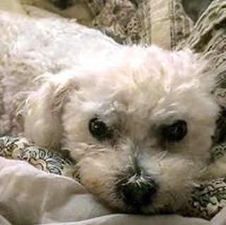 Meet Higgins! 
Fostered in Los Angeles, CA
 
Hi Everybody!
My name is Happy Higgins and, according to everyone who meets me, I’m a triple A: adorable, affectionate and adoring. I’m a 7 year old bichon whose foster Mom says is a LOVE. I love being cuddled, I LOVE being petted and I’m amazing at getting what I want. For example, if you are sitting somewhere and your hand happens to be “available” I believe (and that’s truly believe) that it’s because you want to pet me! So I rub my head and tap my nose on you so that you will know what to do. (Mom says that shows how smart I am, not to mention determined!)

When I’m excited about something (dinner, treat, playtime, bedtime) I will turn in circles, hop like a bunny, and wag my tail. And if that’s not enough, when you speak to me I listen VERY intently, then wag my tail as fast as it will go and (ready for this part?) then I do a whole-body wiggle!. (Mom’s friends find that beyond adorable!)

I love my bully sticks and stick my bum in the air while hunching down on my front legs to chew. When I’m on a walk (another favorite activity), I keep up a brisk pace and wag my tail the entire time. I don’t waste time sniffing anything, but forge ahead with my head up on high alert.

While I love women and other dogs, I’m pretty afraid of men, especially ones with big or loud voices. I’ve been known to cower, hide, and shake. It will take a gentle and patient man to win me over but Mom thinks that is do-able in time.

Because I have very sensitive shoulders and do NOT like my tail to be touched, I would not be a good fit for young children. Older children who understand that are ok.
 
(Cont’d—- please see part two!)