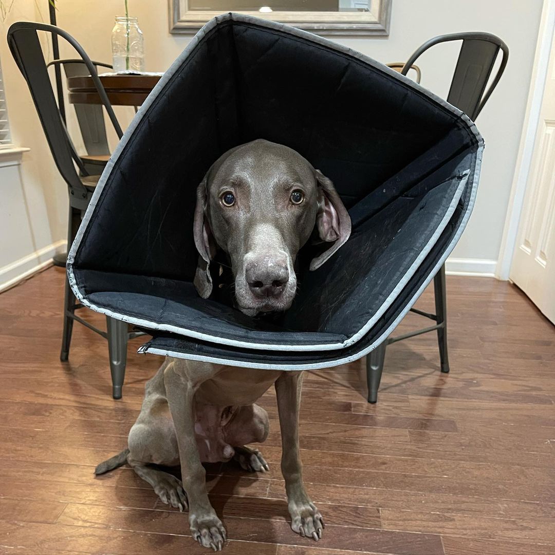 Remember handsome Hank who had to be rushed to the emergency vet 2 weeks ago for complications after his neuter surgery? Well, thanks to all the good vibes you’ve sent to him, he is now back in his foster home!! 👏🏻 🥳

His Foster reports that Hank is doing great, has a healthy appetite, but sadly has to sport the “cone of shame”. 😂❤️

He had been at the vet hospital since September 20 and just returned on October 5. His incisions from his neuter surgery opened up and became infected while in his Foster’s care. There were concerns of the infection spreading into his abdomen. The wonderful staff at Wake Veterinary Hospital and Urgent Care took him in immediately and provided the urgent medical care he needed. 

Hank had a few surgeries completed at Wake Vet and the amazing doctors closed his incisions, but he needed to stay with them so they could keep watch on him around the clock and change his bandages. He had two Jackson-Pratt drains put in him and a lot of antibiotics/meds to help him recover. 

The total for Hank’s vet hospital stay and procedures totaled over $8,000 in order to get him back to health and healed enough to return home. If you are able to donate towards his medical bills, CFP and Hank would be extremely grateful so we can continue to save more lives!