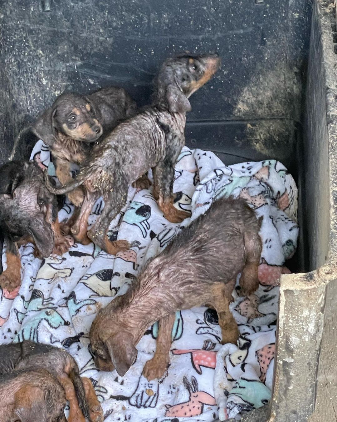 This is our latest rescue. 💔😭 We couldn’t say no. This litter of 5 puppies were dumped in the back of a restaurant (no mother in sight) and we were asked if we could take on the case. The look like dachshund mixes!

They have some serious mange which we are addressing. They have been having medical baths for it. 🛁 

We look forward to their recovery and getting them adopted into loving homes where they will be cherished as a member of the family. 

We would be so grateful for donations and shares to support their ongoing care! Thank you so much as usual!

Venmo: @miraclesforsatosrescue
PayPal: miraclesforsatosrescue@gmail.com
ATH: 787-210-0041

<a target='_blank' href='https://www.instagram.com/explore/tags/miraclesforsatosrescue/'>#miraclesforsatosrescue</a> <a target='_blank' href='https://www.instagram.com/explore/tags/dogrescue/'>#dogrescue</a> <a target='_blank' href='https://www.instagram.com/explore/tags/rescuedogsofinstagram/'>#rescuedogsofinstagram</a> <a target='_blank' href='https://www.instagram.com/explore/tags/puppyrescue/'>#puppyrescue</a> <a target='_blank' href='https://www.instagram.com/explore/tags/puppy/'>#puppy</a> <a target='_blank' href='https://www.instagram.com/explore/tags/abandonedpuppies/'>#abandonedpuppies</a> <a target='_blank' href='https://www.instagram.com/explore/tags/dogsofpuertorico/'>#dogsofpuertorico</a> <a target='_blank' href='https://www.instagram.com/explore/tags/puertorico/'>#puertorico</a> <a target='_blank' href='https://www.instagram.com/explore/tags/fundraiser/'>#fundraiser</a> <a target='_blank' href='https://www.instagram.com/explore/tags/donate/'>#donate</a> <a target='_blank' href='https://www.instagram.com/explore/tags/donateplease/'>#donateplease</a> <a target='_blank' href='https://www.instagram.com/explore/tags/pleasedonate/'>#pleasedonate</a> <a target='_blank' href='https://www.instagram.com/explore/tags/dachshundsofinstagram/'>#dachshundsofinstagram</a> <a target='_blank' href='https://www.instagram.com/explore/tags/chihuahuasofinstagram/'>#chihuahuasofinstagram</a>