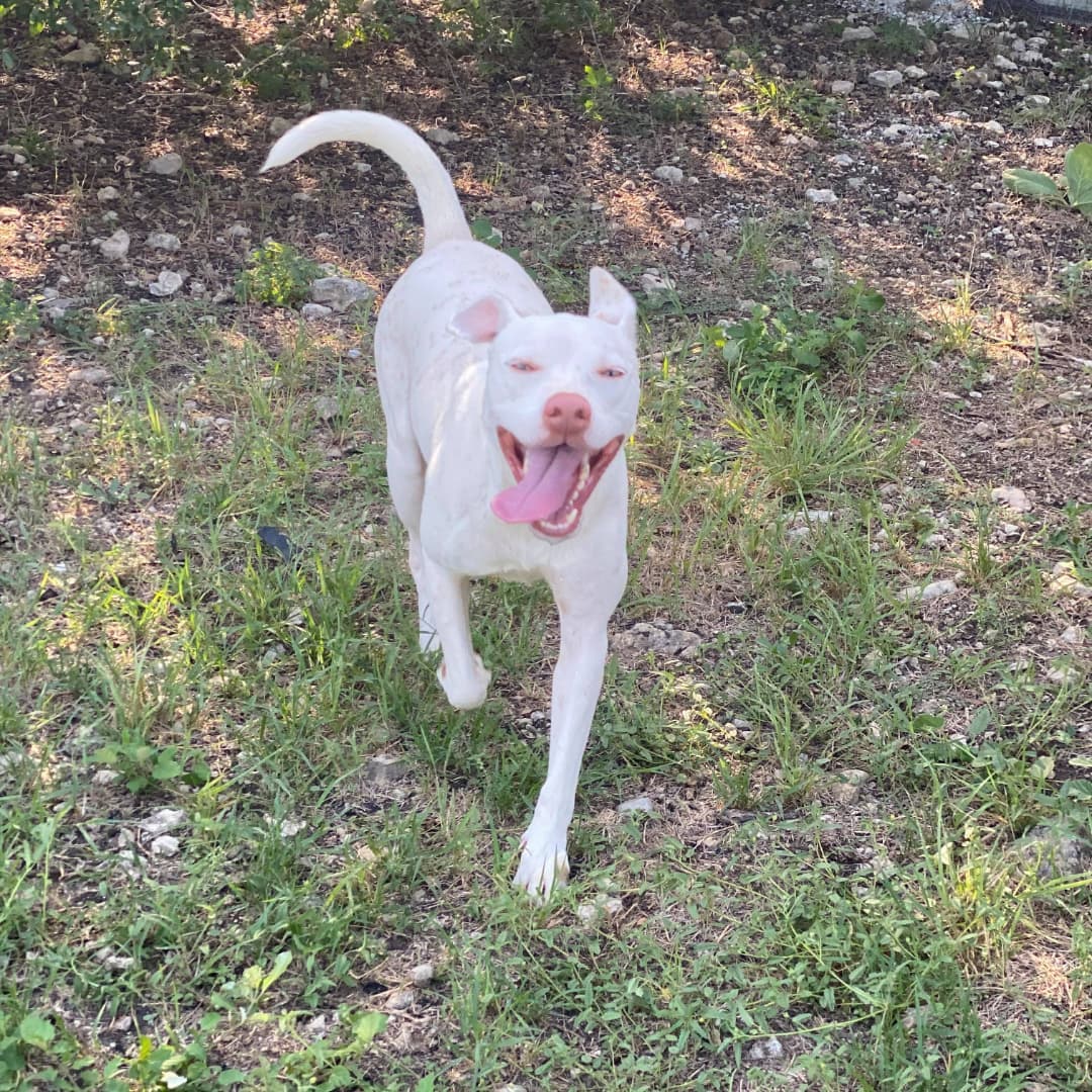 🧡🧡 ~Do you want to build a pumpkin-mannnnnnn~~??? Too much of a stretch? Oh well, Olaf is happy to build anything with you, regardless!
.
Olaf is a 3 year old Retriever Mix. He is a very playful boy who exhibits quite a few puppy tendencies - this just means he’s still as lively and full of fun as a pup! Olaf gets along beautifully with other dogs and loves making friends. He is a big fan of his treats and enjoys play time too! He is also a massive love bug and has so much affection to offer. Olaf would make a great dog for a moderately active family who is looking to add some fun and cuddles to their home!
.
Olaf is located at Killeen Kennel in Killeen, Texas.
➡️➡️ Are you interested in this sweet boy?! If so, fill out an application using the link in our bio. ⬅️⬅️
.
Please SHARE this post in order to help Olaf find his forever family, or better yet - to help them find him!
.
<a target='_blank' href='https://www.instagram.com/explore/tags/killeen/'>#killeen</a> <a target='_blank' href='https://www.instagram.com/explore/tags/killeentx/'>#killeentx</a> <a target='_blank' href='https://www.instagram.com/explore/tags/killeentexas/'>#killeentexas</a> <a target='_blank' href='https://www.instagram.com/explore/tags/texas/'>#texas</a> <a target='_blank' href='https://www.instagram.com/explore/tags/texasdogs/'>#texasdogs</a> <a target='_blank' href='https://www.instagram.com/explore/tags/dogsoftexas/'>#dogsoftexas</a> <a target='_blank' href='https://www.instagram.com/explore/tags/rescues/'>#rescues</a> <a target='_blank' href='https://www.instagram.com/explore/tags/rescue/'>#rescue</a> <a target='_blank' href='https://www.instagram.com/explore/tags/rescuelove/'>#rescuelove</a> <a target='_blank' href='https://www.instagram.com/explore/tags/rescuedog/'>#rescuedog</a> <a target='_blank' href='https://www.instagram.com/explore/tags/rescuedogs/'>#rescuedogs</a> <a target='_blank' href='https://www.instagram.com/explore/tags/dogs/'>#dogs</a> <a target='_blank' href='https://www.instagram.com/explore/tags/pups/'>#pups</a> <a target='_blank' href='https://www.instagram.com/explore/tags/olaf/'>#olaf</a> <a target='_blank' href='https://www.instagram.com/explore/tags/disney/'>#disney</a> <a target='_blank' href='https://www.instagram.com/explore/tags/frozen/'>#frozen</a> <a target='_blank' href='https://www.instagram.com/explore/tags/elsa/'>#elsa</a> <a target='_blank' href='https://www.instagram.com/explore/tags/DisneyFrozen/'>#DisneyFrozen</a> <a target='_blank' href='https://www.instagram.com/explore/tags/whitedog/'>#whitedog</a> <a target='_blank' href='https://www.instagram.com/explore/tags/retriever/'>#retriever</a> <a target='_blank' href='https://www.instagram.com/explore/tags/retrievermix/'>#retrievermix</a> <a target='_blank' href='https://www.instagram.com/explore/tags/rescueme/'>#rescueme</a> <a target='_blank' href='https://www.instagram.com/explore/tags/doglover/'>#doglover</a> <a target='_blank' href='https://www.instagram.com/explore/tags/rescueismyfavoritebreed/'>#rescueismyfavoritebreed</a> <a target='_blank' href='https://www.instagram.com/explore/tags/rescueanimals/'>#rescueanimals</a> <a target='_blank' href='https://www.instagram.com/explore/tags/spookyseason/'>#spookyseason</a>  <a target='_blank' href='https://www.instagram.com/explore/tags/adoptabledogsofinstagram/'>#adoptabledogsofinstagram</a>