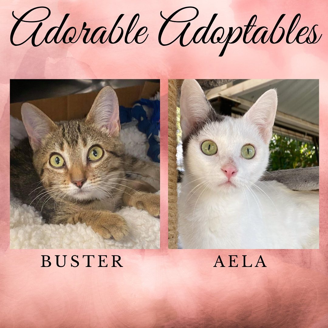 Here are just a few of the adorable adoptable animals here at T. Russell Reitz! If you are interested in adopting, we are open Monday-Saturday, 1-5pm and would be more than happy to help you find your new best friend! You can find the rest of our adoptable pets at https://www.petfinder.com/search/pets-for-adoption/?shelter_id%5B0%5D=KS03&sort%5B0%5D=recently_added! If you have any questions, please feel free to give us a call at 785-587-2783.