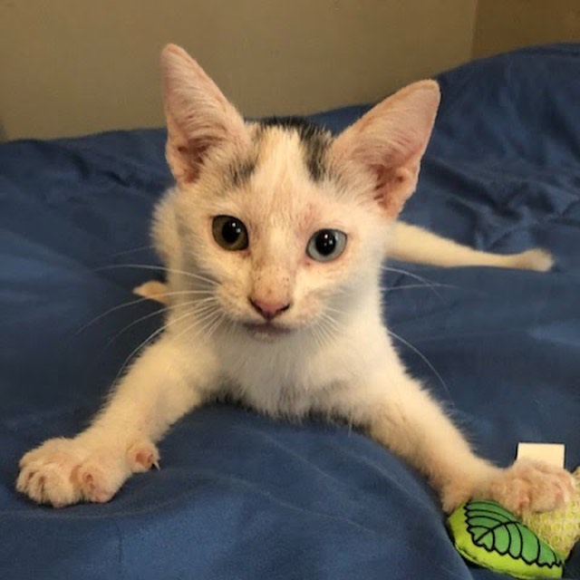 https://givebutter.com/SEUObL 

Neighbors, asking for your help for one of our rescue kittens. She’s currently at the hospital undergoing X-rays. Unfortunately, prior animals have maxed our care credit. If you can help at all it would be appreciated. Please even $10 and share on social media. 

Joanie has overcome mange and streets and was just ready to be adopted.  <a target='_blank' href='https://www.instagram.com/explore/tags/savejoanie/'>#savejoanie</a> <a target='_blank' href='https://www.instagram.com/explore/tags/help/'>#help</a>