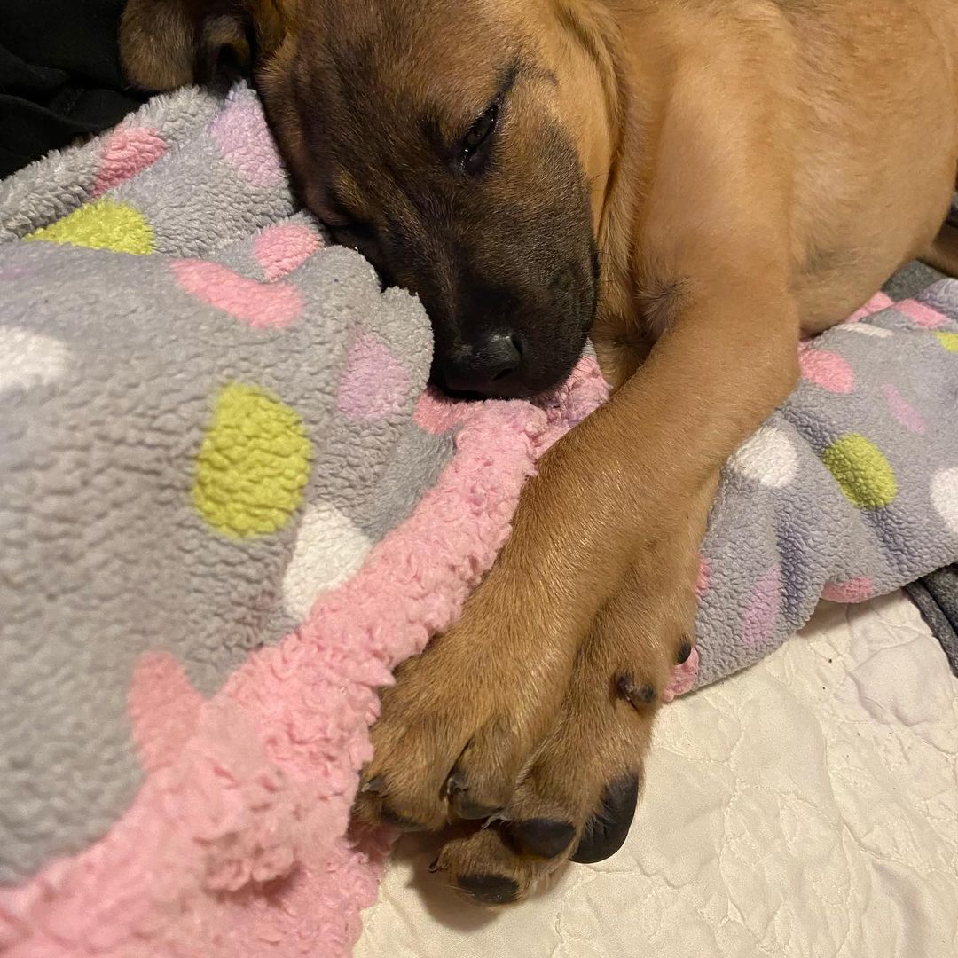 ADOPTED💙This cutie is Shiloh, she’s a 13 week old Shepherd mix. She is UTD with her vaccines, doing great with house training and crate trained. She is also pretty amazing, she loves to play with her toys, run outside and cuddle! If you think Shiloh would fit in your family go to OARWNY.org to apply!