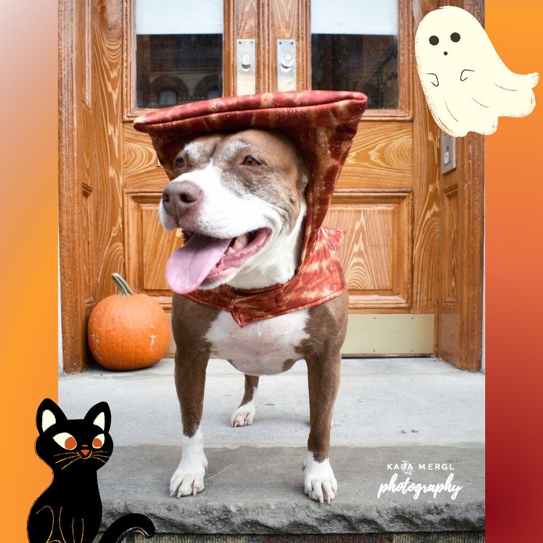 Missee Lee here wishing you a happy spooky season! There’s only a few weeks left till Halloween so I couldn’t be more excited! 🎃

Missee Lee is an 8yo pittie mix with impeccable manners and a laidback attitude!  Even though she would love to cuddle you all the time, she will wait for you to invite her on the couch or bed. While she waits for her personal invitation to join you, Missee will sleep on her bed and patiently wait until it’s time for walkies. She's a quiet dog, house broken, & has a hearty appetite. Fearless and confident, Missee is a tough pup with a frosty face and plenty of pep still left in her step! Dont let her age fool you

If you are interested in adopting Missee Lee, email us at twentypawsrescue@gmail.com or info@twentypawsrescue.com
