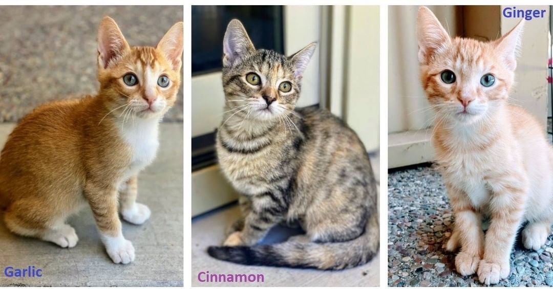 😻😻😻Garlic, Cinnamon & Ginger are fun-loving kittens who are ready to spice up your life❤️ . 

They love hanging out together and with humans! They will follow you around the house as they race, wrestle and nap together. They have an intense fascination with anything that crinkles, jingles, or looks like a cat tail.

More about each kitten is available at https://angelsfurryfriends.org/garlic-cinnamon-and-ginger/

If you would like any of these kittens to become a part of your family please familiarize yourself with our Adoption Process https://angelsfurryfriends.org/adoption-process/
and fill out 🐾Adoption application🐾  to schedule meet and greet https://angelsfurryfriends.org/adoption-application-cats/

<a target='_blank' href='https://www.instagram.com/explore/tags/adoptdontshop/'>#adoptdontshop</a> <a target='_blank' href='https://www.instagram.com/explore/tags/rescuedismyfavoritebreed/'>#rescuedismyfavoritebreed</a> <a target='_blank' href='https://www.instagram.com/explore/tags/kittensforadoption/'>#kittensforadoption</a> <a target='_blank' href='https://www.instagram.com/explore/tags/adoptme/'>#adoptme</a>