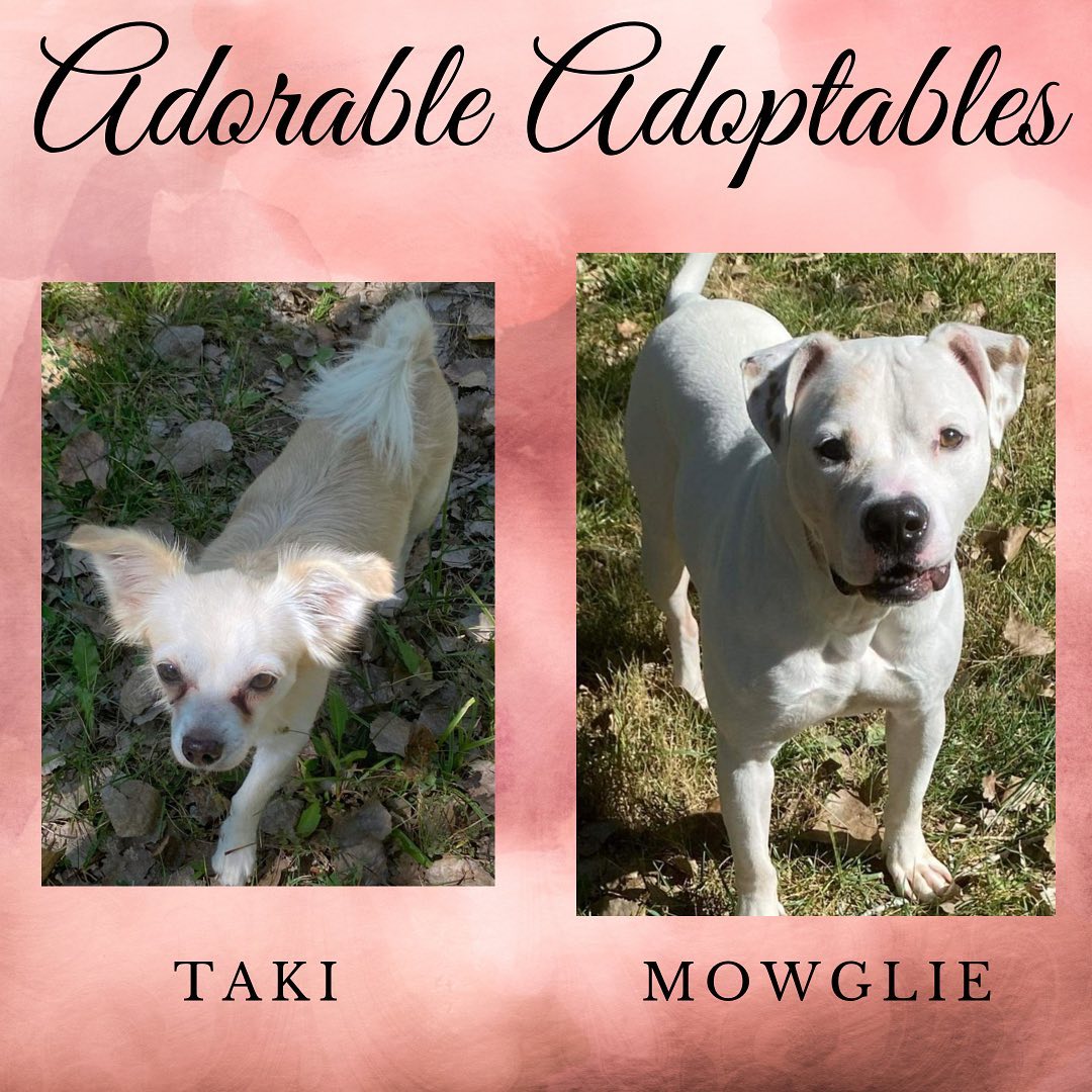 Here are just a few of the adorable adoptable animals here at T. Russell Reitz! If you are interested in adopting, we are open Monday-Saturday, 1-5pm and would be more than happy to help you find your new best friend! You can find the rest of our adoptable pets at https://www.petfinder.com/search/pets-for-adoption/?shelter_id%5B0%5D=KS03&sort%5B0%5D=recently_added! If you have any questions, please feel free to give us a call at 785-587-2783.