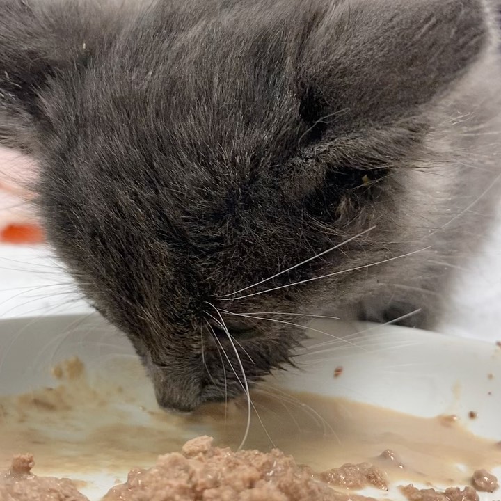 When the sick kitten finally starts to eat on his own we all jump for joy and hope he has turned a corner for the better <a target='_blank' href='https://www.instagram.com/explore/tags/shelterkitten/'>#shelterkitten</a> <a target='_blank' href='https://www.instagram.com/explore/tags/kittenfood/'>#kittenfood</a> <a target='_blank' href='https://www.instagram.com/explore/tags/smolboi/'>#smolboi</a> <a target='_blank' href='https://www.instagram.com/explore/tags/babykitty/'>#babykitty</a> <a target='_blank' href='https://www.instagram.com/explore/tags/kittenrescue/'>#kittenrescue</a>