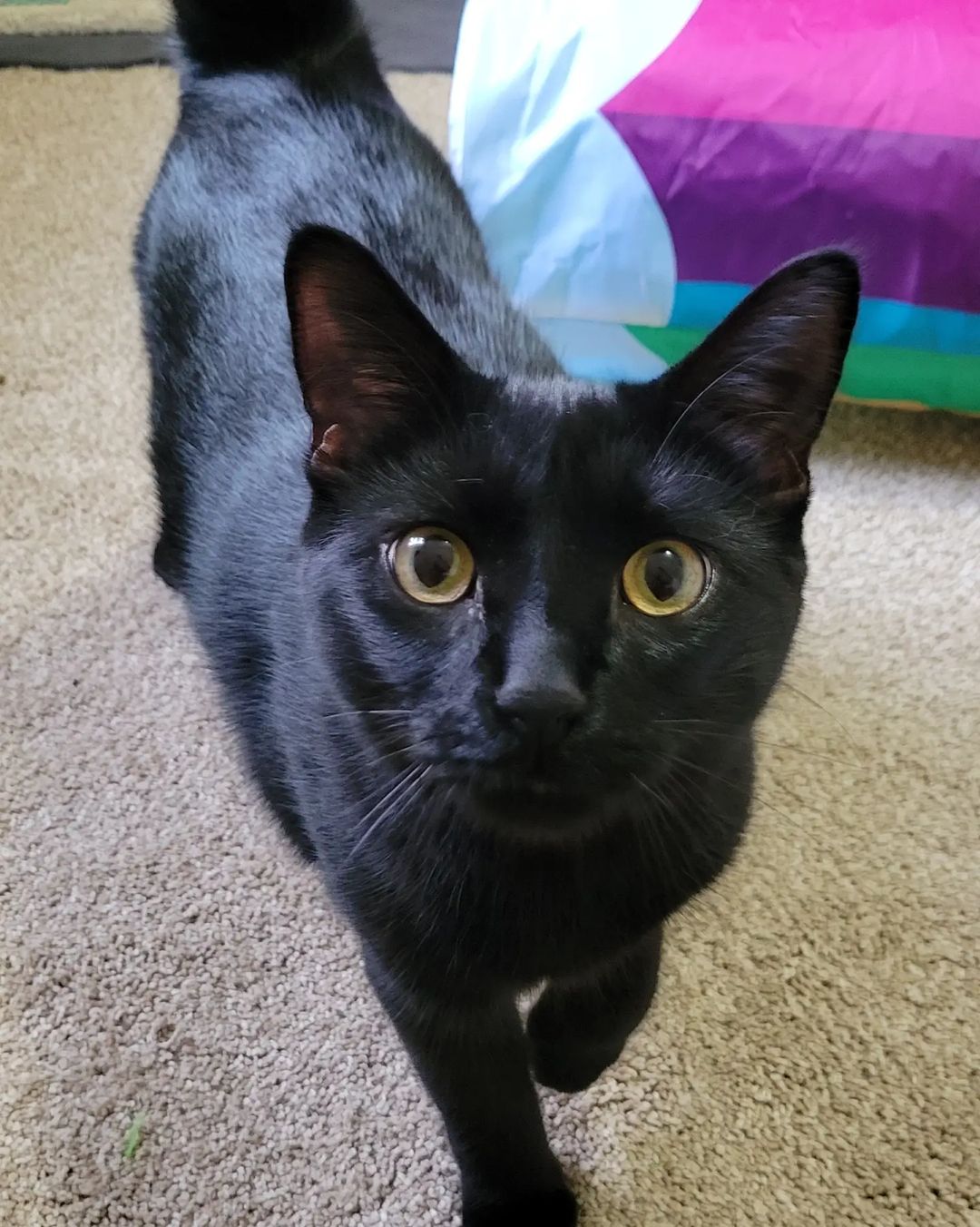 This sweet, brother & sister pair have unfortunately found themselves needing a forever home. Their mom has passed far too soon & unexpectedly. They are only a year & 8 months old, they have a lot of life & love to give to a lucky family. They are very loving, good with dogs, cats, kids, thought they do deserve a second to settle in as they have had a lot thrown at them recently. They are fixed, up to date on shots, combo tested, dewormed & microchipped. They are a bonded pair & we will not home them separately. If you are interested in adding two cuddles to your home, these two are your match! 

Application:
https://petstablished.com/adoption_form/36111/generic