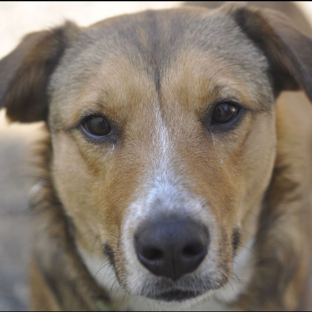 Happy Go Fetch Friday! Today we are sharing Luca. Luca is a 2 year old retriever mix who enjoys puzzle toys, chew toys, and occasionally chasing toys. Luca is not the best at sharing toys or food so he will need a home with adults only and no other pets. Luca is very treat motivated and enjoys learning new tricks. Luca is also great at cleaning up every crumb you never knew you had! So if you want the pawfect mix of fun, snuggles and a clean house, then Luca is your man!

Luca is ready to roll with a waived adoption fee, crate, kuranda bed, martingale, leash, muzzle, training treats and training session with a certified trainer. Can't adopt? Luca is also looking for a foster. Email adoptioncenter@homewardtrails.org if this sounds good to you! <a target='_blank' href='https://www.instagram.com/explore/tags/adoptdontshop/'>#adoptdontshop</a> <a target='_blank' href='https://www.instagram.com/explore/tags/homewardtrails/'>#homewardtrails</a> <a target='_blank' href='https://www.instagram.com/explore/tags/catsofinstagram/'>#catsofinstagram</a> <a target='_blank' href='https://www.instagram.com/explore/tags/dogsofinsta/'>#dogsofinsta</a> <a target='_blank' href='https://www.instagram.com/explore/tags/adoptionevent/'>#adoptionevent</a> <a target='_blank' href='https://www.instagram.com/explore/tags/cleartheshelters/'>#cleartheshelters</a> <a target='_blank' href='https://www.instagram.com/explore/tags/dogsofinstagram/'>#dogsofinstagram</a> <a target='_blank' href='https://www.instagram.com/explore/tags/animalrescue/'>#animalrescue</a> <a target='_blank' href='https://www.instagram.com/explore/tags/rescuedog/'>#rescuedog</a> <a target='_blank' href='https://www.instagram.com/explore/tags/dogsofinstagram/'>#dogsofinstagram</a> <a target='_blank' href='https://www.instagram.com/explore/tags/rescuedogsofinstagram/'>#rescuedogsofinstagram</a> <a target='_blank' href='https://www.instagram.com/explore/tags/dog/'>#dog</a> <a target='_blank' href='https://www.instagram.com/explore/tags/dogs/'>#dogs</a> <a target='_blank' href='https://www.instagram.com/explore/tags/dogstagram/'>#dogstagram</a> <a target='_blank' href='https://www.instagram.com/explore/tags/rescue/'>#rescue</a> <a target='_blank' href='https://www.instagram.com/explore/tags/instadog/'>#instadog</a> <a target='_blank' href='https://www.instagram.com/explore/tags/dogoftheday/'>#dogoftheday</a>  <a target='_blank' href='https://www.instagram.com/explore/tags/doglife/'>#doglife</a> <a target='_blank' href='https://www.instagram.com/explore/tags/doglover/'>#doglover</a> <a target='_blank' href='https://www.instagram.com/explore/tags/rescuedismyfavoritebreed/'>#rescuedismyfavoritebreed</a> <a target='_blank' href='https://www.instagram.com/explore/tags/doglovers/'>#doglovers</a> <a target='_blank' href='https://www.instagram.com/explore/tags/dogsofinsta/'>#dogsofinsta</a> <a target='_blank' href='https://www.instagram.com/explore/tags/doggo/'>#doggo</a> <a target='_blank' href='https://www.instagram.com/explore/tags/rescuedogs/'>#rescuedogs</a> <a target='_blank' href='https://www.instagram.com/explore/tags/muttsofinstagram/'>#muttsofinstagram</a> <a target='_blank' href='https://www.instagram.com/explore/tags/puppiesofinstagram/'>#puppiesofinstagram</a> <a target='_blank' href='https://www.instagram.com/explore/tags/ilovemydog/'>#ilovemydog</a> <a target='_blank' href='https://www.instagram.com/explore/tags/dogsofig/'>#dogsofig</a>