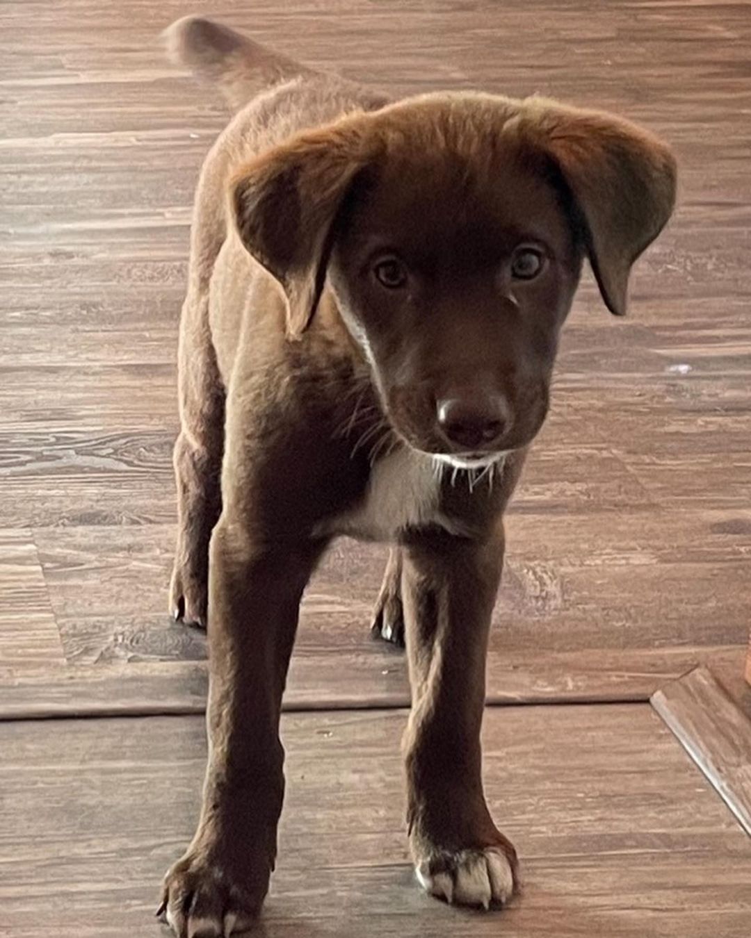 **ADOPTED** Meet Fudgie , 12 week old lab/Aussie mix. I’m full of puppy energy but I sleep all night in my crate. We are getting there with potty training but I’ll need some practice. I love to play with toys and I’ve learned the word no very well. I also come when I’m called. I hope to be the newest member of your family. If already approved please email us at oarnwny@gmail.com Applications: www.oarwny.org