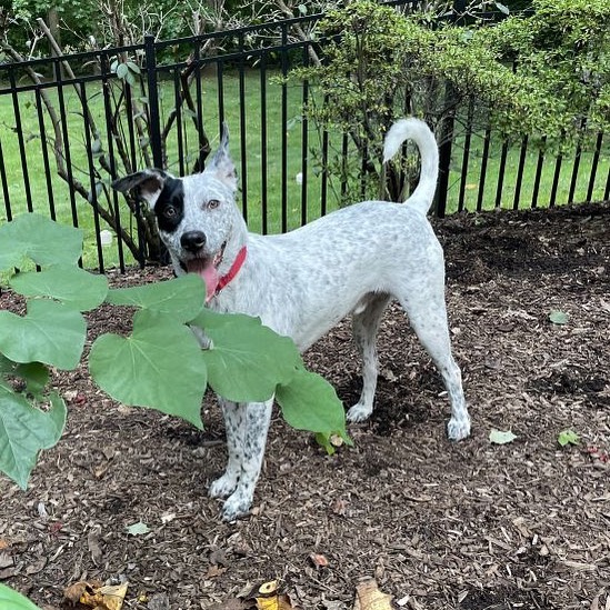 This sweet boy is looking for his furever home🐶🏡 He is about 9-10 months old and 50 pounds. 
Memphis is a happy, good natured, and sweet pup! He is friendly with everyone he meets including other dogs🐾 Memphis loves to run in the yard, go for walks, and play fetch. He also likes to chill out with his people… if you are sitting on the floor, Memphis will come over and cuddle with you💚 If you give Memphis a massage or scratch his back, he will be your best new friend! 
We know when you meet Memphis, you will fall in love! For an adoption application, please email FureverHomeDogRescue@gmail.com
Visit www.FHDR.petfinder.com for more photos and info. 
<a target='_blank' href='https://www.instagram.com/explore/tags/fureverhomedogrescue/'>#fureverhomedogrescue</a> <a target='_blank' href='https://www.instagram.com/explore/tags/fhdr/'>#fhdr</a> <a target='_blank' href='https://www.instagram.com/explore/tags/rescuepup/'>#rescuepup</a> <a target='_blank' href='https://www.instagram.com/explore/tags/pupforadoption/'>#pupforadoption</a> <a target='_blank' href='https://www.instagram.com/explore/tags/adoptdontshop/'>#adoptdontshop</a> <a target='_blank' href='https://www.instagram.com/explore/tags/fureverhomeneeded/'>#fureverhomeneeded</a>