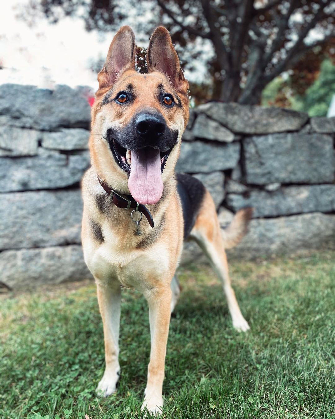 Now may we present to you, King👑! This handsome boy is a 3 year old German Shepherd who is currently looking for his forever! He is working with a trainer to be the absolute best boy on leash but will need someone who is committed to continuing his training and leash skills. He has lived with kids but would prefer to be your one and only pet in the home. King is not yet listed on our website but don’t let that stop you from applying for royalty today! 

<a target='_blank' href='https://www.instagram.com/explore/tags/adoptable/'>#adoptable</a> <a target='_blank' href='https://www.instagram.com/explore/tags/germanshepherd/'>#germanshepherd</a> <a target='_blank' href='https://www.instagram.com/explore/tags/adoptdontshop/'>#adoptdontshop</a> <a target='_blank' href='https://www.instagram.com/explore/tags/germanshepherdsofinstagram/'>#germanshepherdsofinstagram</a> <a target='_blank' href='https://www.instagram.com/explore/tags/bulliedbreedsrescue/'>#bulliedbreedsrescue</a>