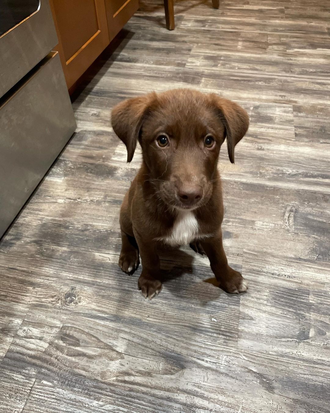 **ADOPTED** Meet Fudgie , 12 week old lab/Aussie mix. I’m full of puppy energy but I sleep all night in my crate. We are getting there with potty training but I’ll need some practice. I love to play with toys and I’ve learned the word no very well. I also come when I’m called. I hope to be the newest member of your family. If already approved please email us at oarnwny@gmail.com Applications: www.oarwny.org