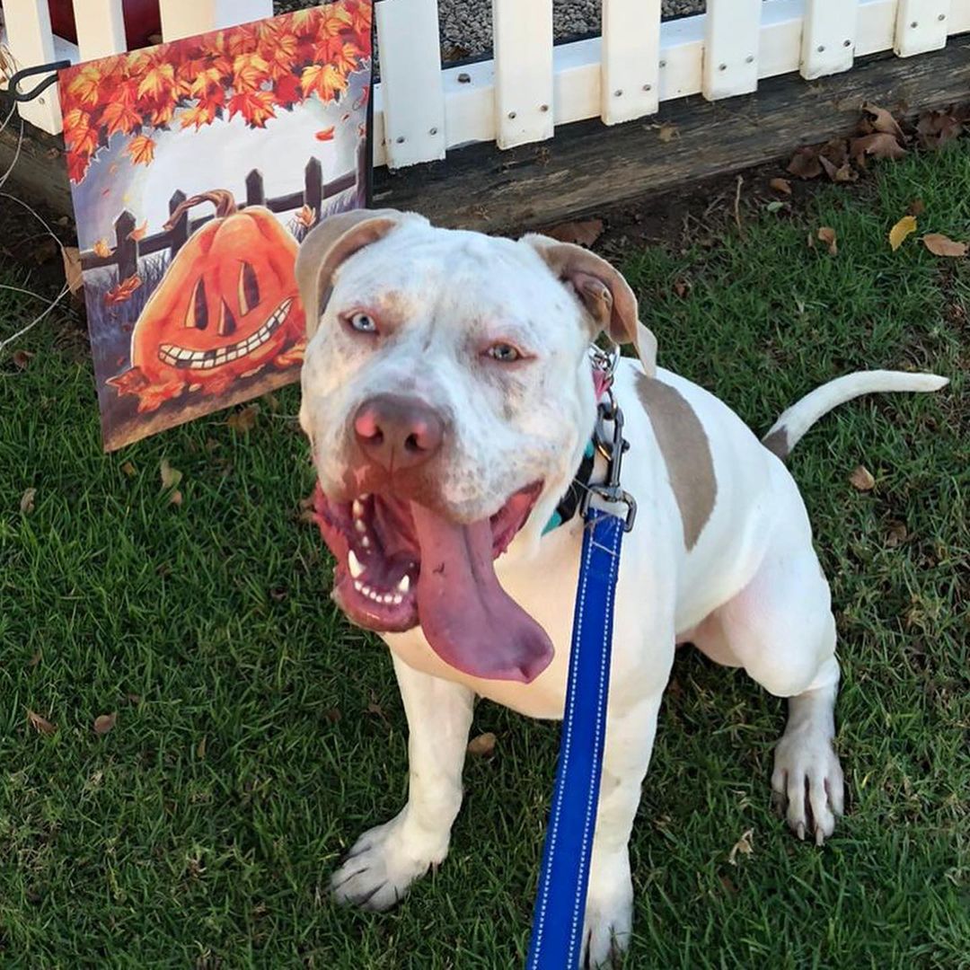 Welcome handsome 2 year old Raider to Doggie Bonez Rescue!!!! This sweet Angel was rescued from Riverside shelter after a volunteer noticed how sweet he was while sharing a kennel with another dog. Raider is a sweet, handsome boy that has been sweet with everyone he meets.  He would love a home that will take him on long walks and hikes.  A family that will appreciate how sweet and good he is.  A family that will give Raider stability, security, love, consistency and some training to set up Raider for success. Raider weighs 70 pounds of love and he’s neutered, current on vaccinations, microchipped and had a blood panel done along with his full exam.  Raider is a love bug that deserves the best home ever!!! Please help us help Raider by fostering or adopting Raider @doggie_bonez_inc_ <a target='_blank' href='https://www.instagram.com/explore/tags/weloveraider/'>#weloveraider</a> <a target='_blank' href='https://www.instagram.com/explore/tags/helpushelpRaider/'>#helpushelpRaider</a> <a target='_blank' href='https://www.instagram.com/explore/tags/openyourheartandhome/'>#openyourheartandhome</a> <a target='_blank' href='https://www.instagram.com/explore/tags/theyneedourhelp/'>#theyneedourhelp</a> <a target='_blank' href='https://www.instagram.com/explore/tags/lovearescuedog/'>#lovearescuedog</a> <a target='_blank' href='https://www.instagram.com/explore/tags/welovebullies/'>#welovebullies</a> <a target='_blank' href='https://www.instagram.com/explore/tags/bullybreedsrule/'>#bullybreedsrule</a> <a target='_blank' href='https://www.instagram.com/explore/tags/adoptionsaveslives/'>#adoptionsaveslives</a> <a target='_blank' href='https://www.instagram.com/explore/tags/fosteringsaveslives/'>#fosteringsaveslives</a> <a target='_blank' href='https://www.instagram.com/explore/tags/handsome/'>#handsome</a> <a target='_blank' href='https://www.instagram.com/explore/tags/love/'>#love</a> <a target='_blank' href='https://www.instagram.com/explore/tags/allyouneedislove/'>#allyouneedislove</a>❤️