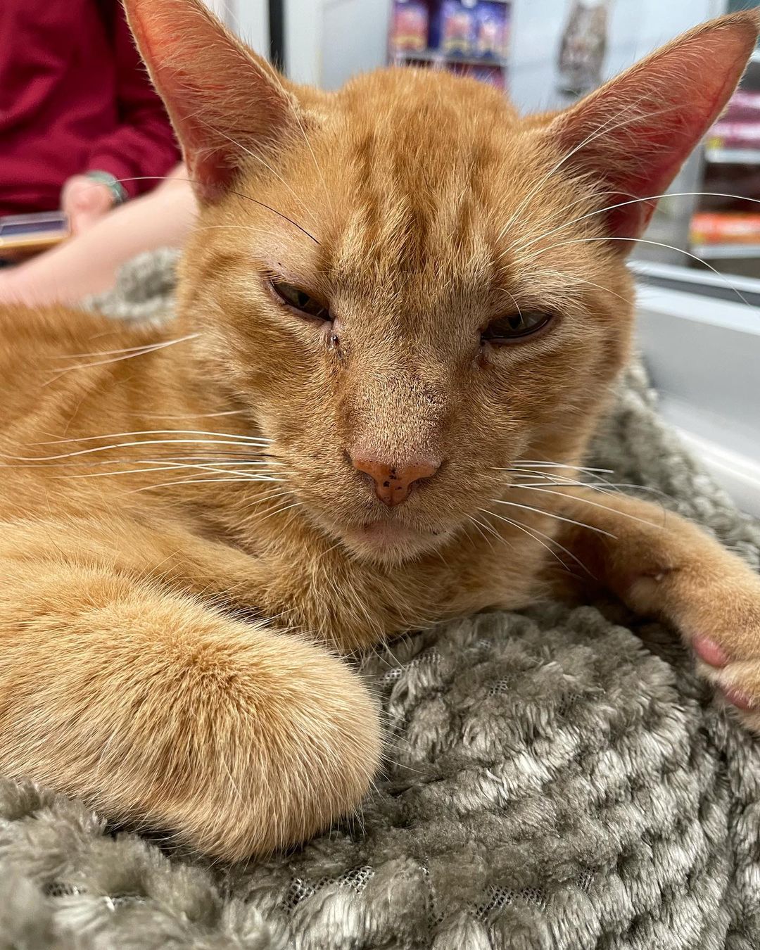 This is Little Boy! He is a very calm and sweet old soul who loves to keep you company while you study/work. We all know pet breaks while studying are the best!😻❤️
<a target='_blank' href='https://www.instagram.com/explore/tags/cats/'>#cats</a> <a target='_blank' href='https://www.instagram.com/explore/tags/adoptdontshop/'>#adoptdontshop</a> <a target='_blank' href='https://www.instagram.com/explore/tags/catadoption/'>#catadoption</a> <a target='_blank' href='https://www.instagram.com/explore/tags/catsofinstagram/'>#catsofinstagram</a> <a target='_blank' href='https://www.instagram.com/explore/tags/adopt/'>#adopt</a>