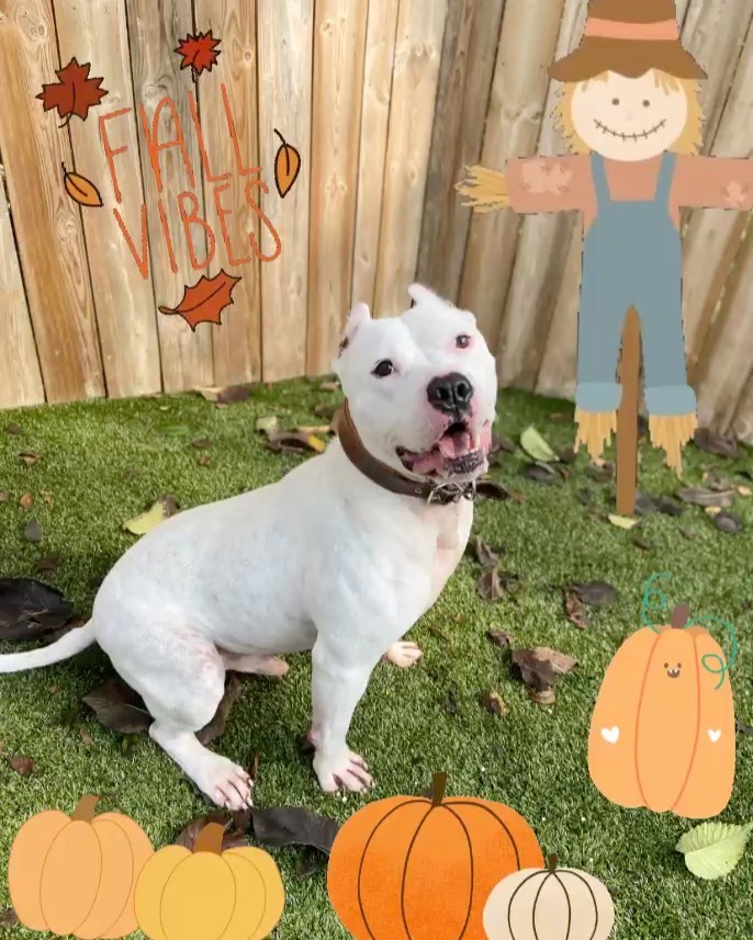 Hellooooo Gourd-geous!!! <a target='_blank' href='https://www.instagram.com/explore/tags/bombshellbullies/'>#bombshellbullies</a> <a target='_blank' href='https://www.instagram.com/explore/tags/kenny/'>#kenny</a> <a target='_blank' href='https://www.instagram.com/explore/tags/pitbulllove/'>#pitbulllove</a> <a target='_blank' href='https://www.instagram.com/explore/tags/happyfall/'>#happyfall</a> <a target='_blank' href='https://www.instagram.com/explore/tags/pumpkinseason/'>#pumpkinseason</a> <a target='_blank' href='https://www.instagram.com/explore/tags/adoptme/'>#adoptme</a> <a target='_blank' href='https://www.instagram.com/explore/tags/fosteringsaveslives/'>#fosteringsaveslives</a> <a target='_blank' href='https://www.instagram.com/explore/tags/dontbullymybreed/'>#dontbullymybreed</a> <a target='_blank' href='https://www.instagram.com/explore/tags/handsomeboy/'>#handsomeboy</a> <a target='_blank' href='https://www.instagram.com/explore/tags/rescue/'>#rescue</a> <a target='_blank' href='https://www.instagram.com/explore/tags/bullylove/'>#bullylove</a>