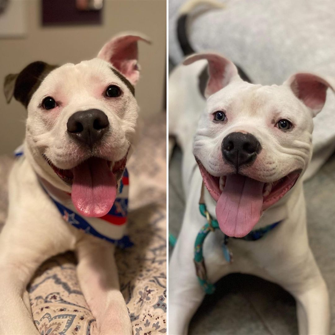 Twins Kirby and Elijah! <a target='_blank' href='https://www.instagram.com/explore/tags/adoptdontshop/'>#adoptdontshop</a> <a target='_blank' href='https://www.instagram.com/explore/tags/twins/'>#twins</a> <a target='_blank' href='https://www.instagram.com/explore/tags/pitbullsofinstagram/'>#pitbullsofinstagram</a> <a target='_blank' href='https://www.instagram.com/explore/tags/ohio/'>#ohio</a> <a target='_blank' href='https://www.instagram.com/explore/tags/614/'>#614</a> <a target='_blank' href='https://www.instagram.com/explore/tags/adoptme/'>#adoptme</a> <a target='_blank' href='https://www.instagram.com/explore/tags/readyfortheweekend/'>#readyfortheweekend</a> <a target='_blank' href='https://www.instagram.com/explore/tags/active/'>#active</a> <a target='_blank' href='https://www.instagram.com/explore/tags/lovesdogs/'>#lovesdogs</a> <a target='_blank' href='https://www.instagram.com/explore/tags/dogsofinstagram/'>#dogsofinstagram</a> <a target='_blank' href='https://www.instagram.com/explore/tags/bff/'>#bff</a> <a target='_blank' href='https://www.instagram.com/explore/tags/love/'>#love</a>