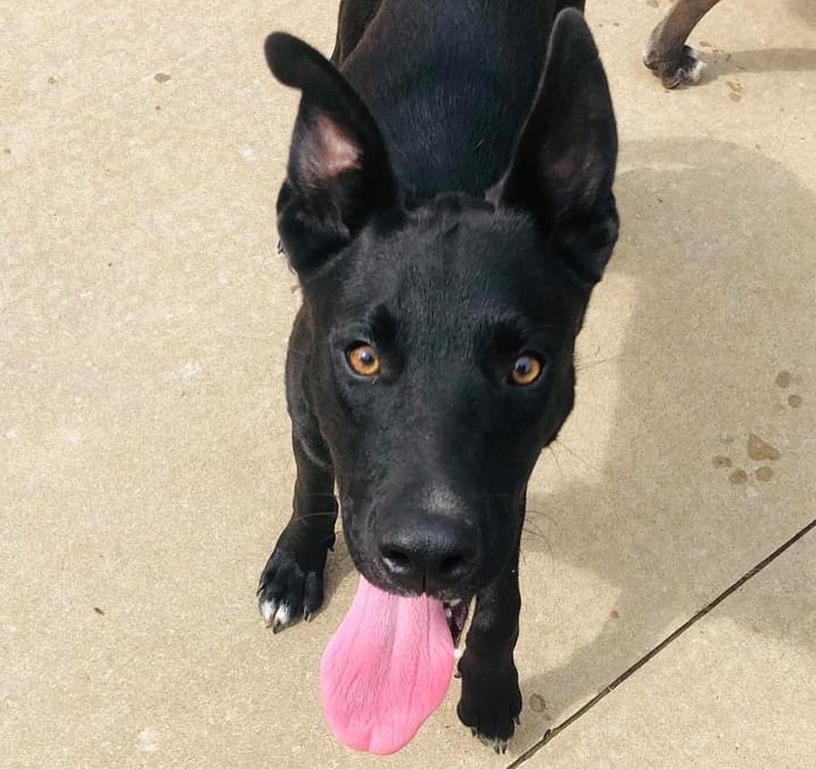 Meet Slevin 💙💙 

Slevin was dumped with his sister along with their mom. He can be shy at first but warms up quickly! This handsome man is roughly 10 months old. We think he is a lab shepherd mix? Slevin is learning to be a nice house guest 💙 

Send us an email at zoisanimalrescue@gmail.com