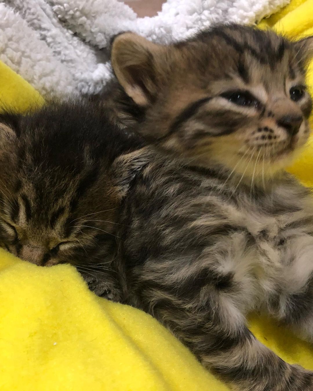 We have 4, 3 week old kittens in need of a foster home! Please DM us tonight for more information ❤️