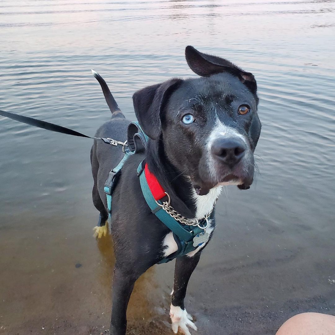 Syer - the adventurous Mississippi River dog! 🖤🤍💙

<a target='_blank' href='https://www.instagram.com/explore/tags/adoptabledog/'>#adoptabledog</a> <a target='_blank' href='https://www.instagram.com/explore/tags/adoptme/'>#adoptme</a> <a target='_blank' href='https://www.instagram.com/explore/tags/takemehome/'>#takemehome</a> <a target='_blank' href='https://www.instagram.com/explore/tags/adventurebuddy/'>#adventurebuddy</a> <a target='_blank' href='https://www.instagram.com/explore/tags/labmix/'>#labmix</a> <a target='_blank' href='https://www.instagram.com/explore/tags/huskymix/'>#huskymix</a> <a target='_blank' href='https://www.instagram.com/explore/tags/pittiemix/'>#pittiemix</a> <a target='_blank' href='https://www.instagram.com/explore/tags/shepherdmix/'>#shepherdmix</a> <a target='_blank' href='https://www.instagram.com/explore/tags/blueeyedbeauty/'>#blueeyedbeauty</a> <a target='_blank' href='https://www.instagram.com/explore/tags/riversunset/'>#riversunset</a> <a target='_blank' href='https://www.instagram.com/explore/tags/mississippiriver/'>#mississippiriver</a> <a target='_blank' href='https://www.instagram.com/explore/tags/waterdog/'>#waterdog</a> <a target='_blank' href='https://www.instagram.com/explore/tags/winonaareahumanesociety/'>#winonaareahumanesociety</a> <a target='_blank' href='https://www.instagram.com/explore/tags/wahs/'>#wahs</a> <a target='_blank' href='https://www.instagram.com/explore/tags/winona/'>#winona</a> <a target='_blank' href='https://www.instagram.com/explore/tags/winonamn/'>#winonamn</a> <a target='_blank' href='https://www.instagram.com/explore/tags/humanesociety/'>#humanesociety</a> <a target='_blank' href='https://www.instagram.com/explore/tags/adoptdontshop/'>#adoptdontshop</a> <a target='_blank' href='https://www.instagram.com/explore/tags/chooseadoption/'>#chooseadoption</a> <a target='_blank' href='https://www.instagram.com/explore/tags/rescueismyfavoritebreed/'>#rescueismyfavoritebreed</a> <a target='_blank' href='https://www.instagram.com/explore/tags/rescuedogs/'>#rescuedogs</a> <a target='_blank' href='https://www.instagram.com/explore/tags/shelter/'>#shelter</a> <a target='_blank' href='https://www.instagram.com/explore/tags/shelterdogs/'>#shelterdogs</a> <a target='_blank' href='https://www.instagram.com/explore/tags/dogsofinstagram/'>#dogsofinstagram</a> <a target='_blank' href='https://www.instagram.com/explore/tags/dogs/'>#dogs</a> <a target='_blank' href='https://www.instagram.com/explore/tags/shelterdogsofinstagram/'>#shelterdogsofinstagram</a> <a target='_blank' href='https://www.instagram.com/explore/tags/dogstagram/'>#dogstagram</a>