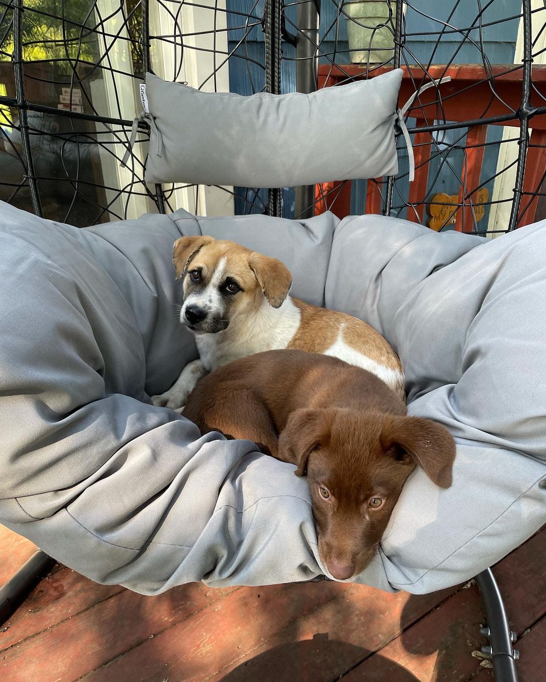 **ADOPTED** Meet Fudgie , 12 week old lab/Aussie mix. I’m full of puppy energy but I sleep all night in my crate. We are getting there with potty training but I’ll need some practice. I love to play with toys and I’ve learned the word no very well. I also come when I’m called. I hope to be the newest member of your family. If already approved please email us at oarnwny@gmail.com Applications: www.oarwny.org