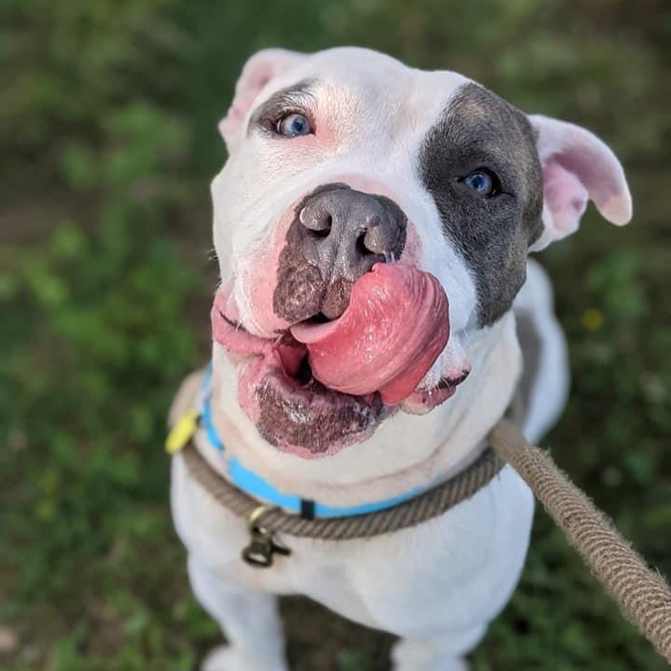 <a target='_blank' href='https://www.instagram.com/explore/tags/TongueOutTuesday/'>#TongueOutTuesday</a> Meet Marvelous Marvel! This super happy, hunky guy is stoked about pretty much everything. Whether it's time to play with toys, explore on a walk, or meet new friends, Marvel is ready to do it with a wagging tail and boundless enthusiasm. He's a strong boy and has moments of bounciness when excited, but overall tends to settle nicely and can be quite sweet and affectionate! He seems like a people pleaser. 

Marvel would love to be a friend to many, but his nemesis seems to be cats and is seeking a home without them. Marvel is estimated to be around 2 years old and weighs a stocky 59 lbs.

Visit www.tinyurl.com/meetacitydog to set up a meet!
.
.
.
<a target='_blank' href='https://www.instagram.com/explore/tags/adoptdontshop/'>#adoptdontshop</a> <a target='_blank' href='https://www.instagram.com/explore/tags/adoptme/'>#adoptme</a> <a target='_blank' href='https://www.instagram.com/explore/tags/citydogscle/'>#citydogscle</a> <a target='_blank' href='https://www.instagram.com/explore/tags/cledogs/'>#cledogs</a> <a target='_blank' href='https://www.instagram.com/explore/tags/rescuedog/'>#rescuedog</a>