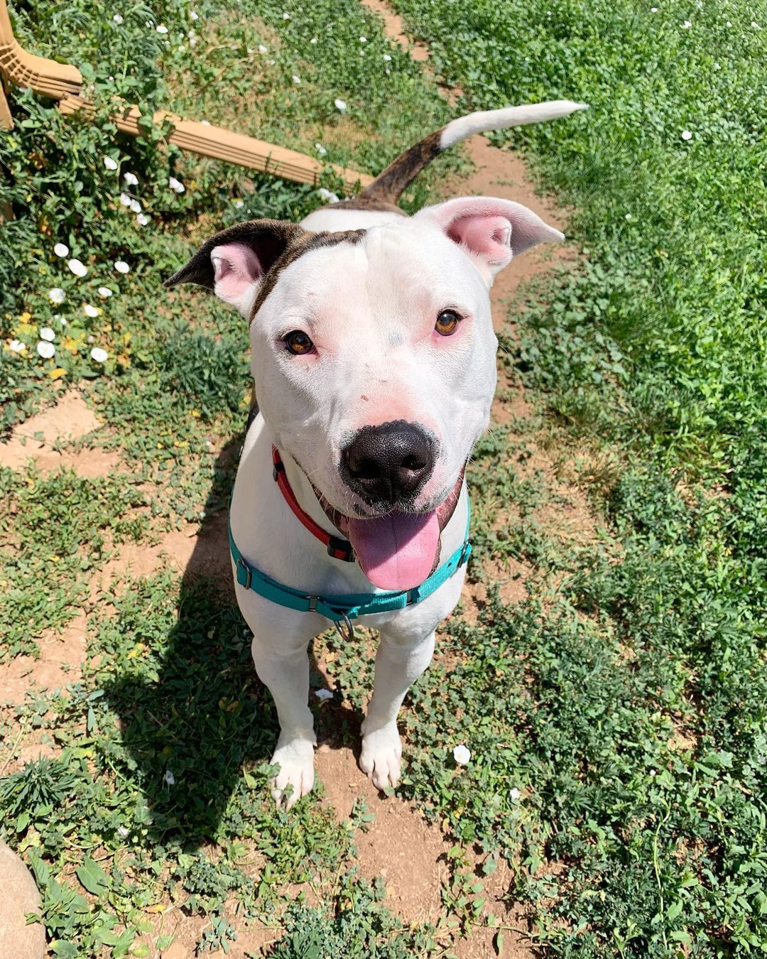 Happy Friday friends! Can you help us find this hunk a home?

Yogi is a 2 year old, 73lb, pit bull/staffordshire terrier mix. He has been with us 6 months, which officially makes him our longest stay. Despite living it up in his marvelous foster home, it’s time we find him permanent placement, as he is a complete delight. In fact, he was also a staff favorite at the Texas shelter we pulled him from. Typically, they’re only able to keep dogs off the euthanasia list for a few short weeks, but because he was so loved, they managed to keep him safe for over 6 months. There is no one he can’t win over with his infectious smile.

Yogi is dog and people friendly. He is a bull in a china shop and he doesn’t fully recognize his size and strength. While he is children friendly, we would recommend a home with offspring over the age of 8, as he unintentionally knocks over younger children unless they’re in the 98th percentile. Unfortunately, he chases cats as though he’s in Squid Game, so a litter box free home is strongly advised.

Yogi would do best in a home that values dopey and misunderstood bully breeds. He does well on a leash with walking aids, loves morning runs, and will do anything for chicken. Because he loves to play for hours in the backyard with other lively dogs, we don’t think he would do well in a home with senior dogs or dogs that don’t want to engage in shenanigans. And finally, if we’re being completely transparent, we need to disclose that he can clear a room with gaseous molecules that waft from his rear end following meals. Given he’s had a pretty crappy life before us, we think he deserves a pass for this.

If you would like to adopt this amazing boy, please visit www.bounceanimalrescue.org.