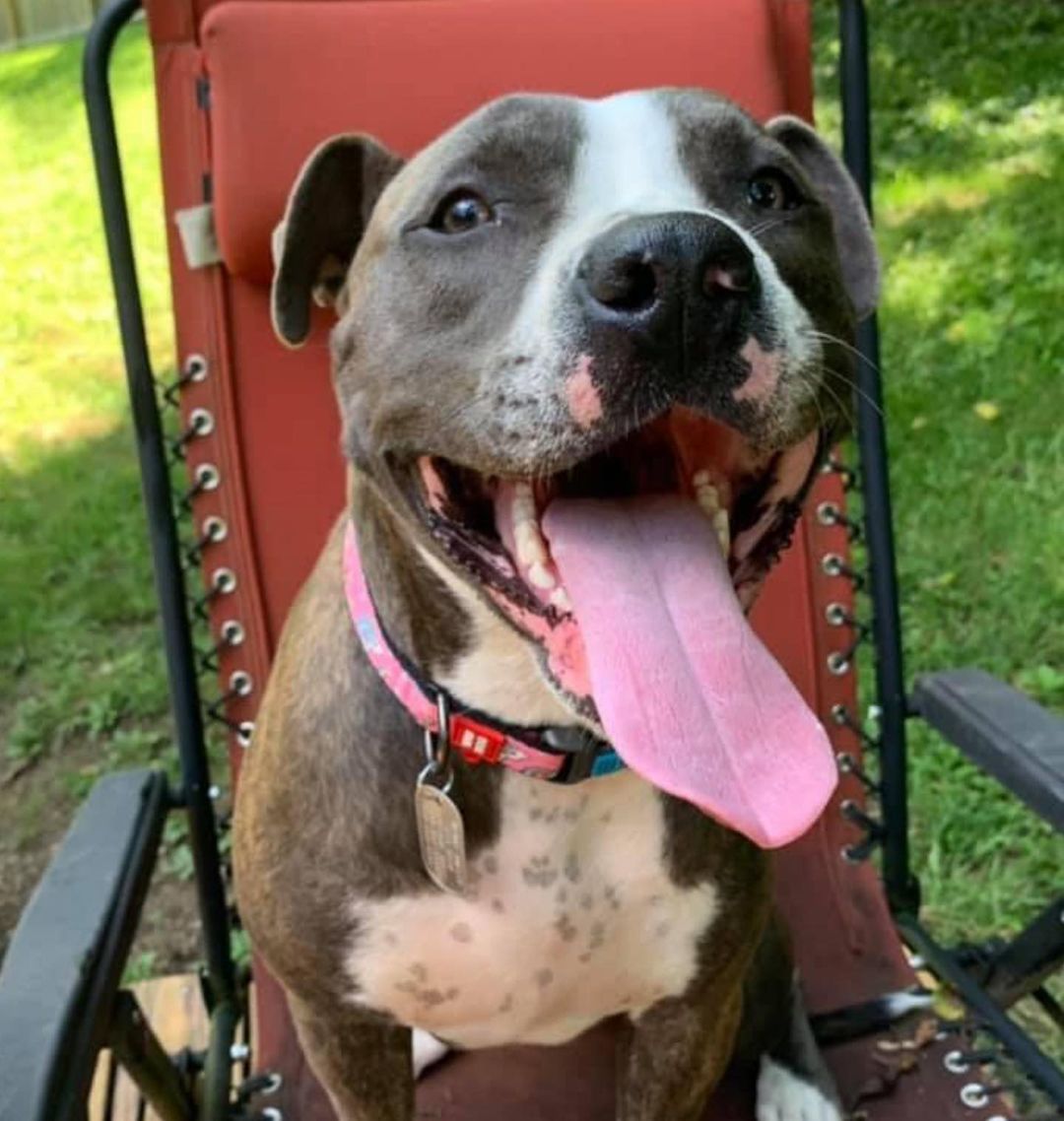 Meet Butler

Hi, my name is Butler and I was a casualty of my family losing their home. They loved me, but they needed help, so I came to MVPC. I am a happy, fun girl who loves to play and run around. I am very strong, and am busy learning my manners! I like to play with other dogs around my size, but little dogs and cats are definitely fun to chase. Looking for a large lap dog that will hike with you? I’m your girl! 
<a target='_blank' href='https://www.instagram.com/explore/tags/miamivalleypitcrew/'>#miamivalleypitcrew</a> <a target='_blank' href='https://www.instagram.com/explore/tags/dog/'>#dog</a> <a target='_blank' href='https://www.instagram.com/explore/tags/dogs/'>#dogs</a> <a target='_blank' href='https://www.instagram.com/explore/tags/dogmom/'>#dogmom</a> <a target='_blank' href='https://www.instagram.com/explore/tags/doglover/'>#doglover</a> <a target='_blank' href='https://www.instagram.com/explore/tags/doglovers/'>#doglovers</a> <a target='_blank' href='https://www.instagram.com/explore/tags/doglife/'>#doglife</a> <a target='_blank' href='https://www.instagram.com/explore/tags/dogsofinsta/'>#dogsofinsta</a> <a target='_blank' href='https://www.instagram.com/explore/tags/pitbull/'>#pitbull</a> <a target='_blank' href='https://www.instagram.com/explore/tags/pitbullsofinstagram/'>#pitbullsofinstagram</a> <a target='_blank' href='https://www.instagram.com/explore/tags/adopt/'>#adopt</a> <a target='_blank' href='https://www.instagram.com/explore/tags/rescuedog/'>#rescuedog</a>