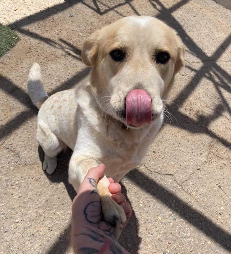 WANTED: 

Humans who are seeking the love of a big dog. Not quite extra large, but larger than average! 

These humans around here guess that I’m a Great Pyrenees mix of some sort, because that’s my size & I have some guardian dog tendencies. 

Things you should know: 

✅ I am big, but gentle. 

✅ I don’t love other dogs. Can I have a forever home where I can just be your one and only?

✅ I’m kind of naughty. I know how to climb chainlink. I see no issue here, but my rescue peeps say I need a hope with block walls or wood fencing so I can’t climb them. *sigh* 

✅I haven’t met a kitty, but there’s a higher than average chance I’m not good with them, so no kitties. It’s best for everyone! 

My name is Buddy, and I am super sweet. I learned all the good stuff in the PAWS program, and I am 100% ready to come love you with all of my heart. If you think we’re a perfect match, please fill out an adoption application here: www.viva-nm.org My adoption fee is $250 and that includes all the vet care and training I got in the PAWS program. 

If I’m not The One for you, please SHARE me! Maybe one of your friends will fall in love?
I'm also looking for a foster home until my forever family finds me! Apply to foster me at www.viva-nm.org ❤️