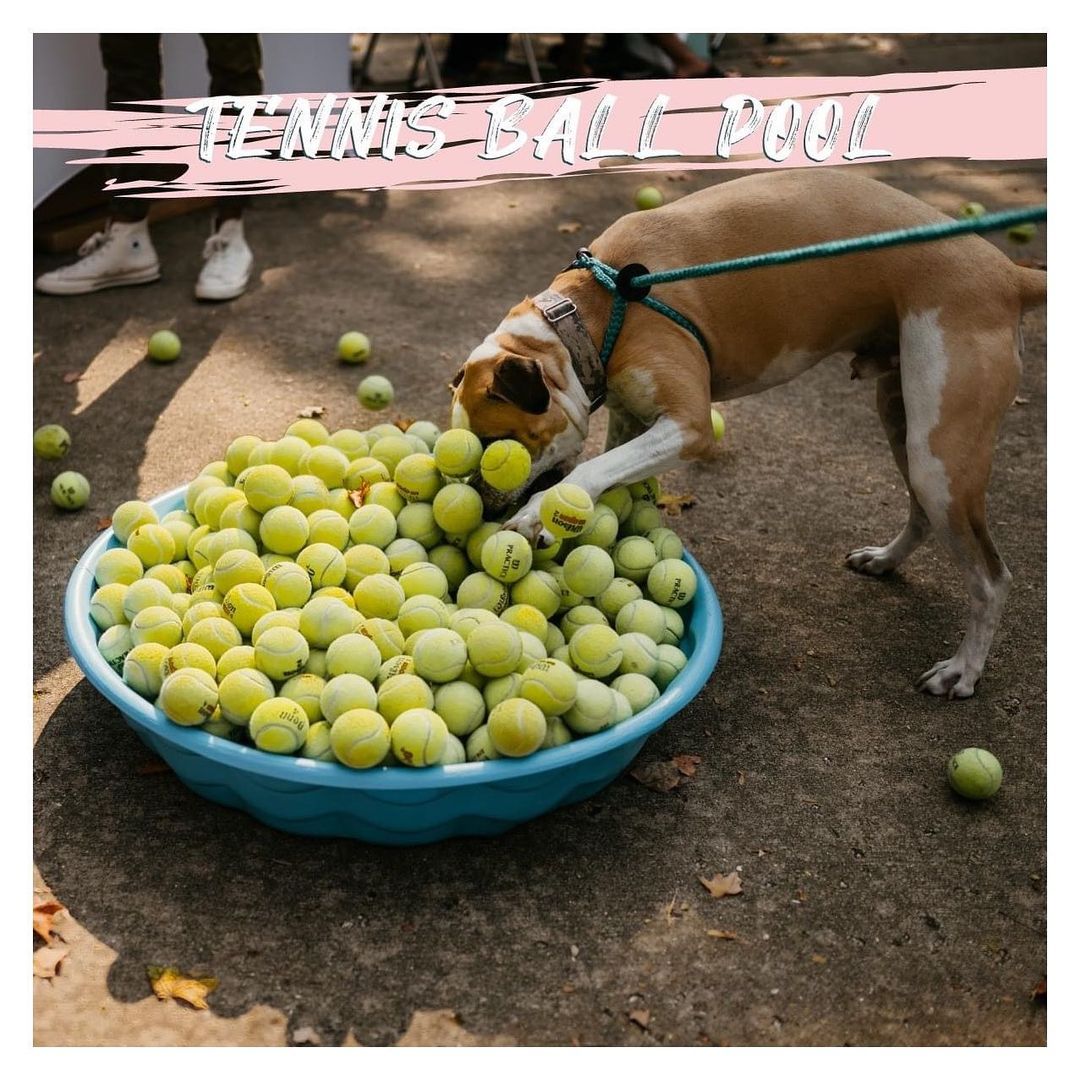 .
Our Tennis Ball Game is by far one of our (& the dogs!) favorite activities every year during It's All About The Paws: Adoption Event! 

All you have to do is take a lucky guess at how many tennis balls are in the pool for a chance to win them all! 🎾🎾🎾

Receive one free Tennis Ball Pool Ticket when you buy an arm’s length of raffle tickets OR buy one Tennis Ball Pool Ticket for $2.00.

We want to see your pup's reaction to the tennis ball pool! Make sure to tag us! 😍

🗓 Mark your calendars! We will be at Baker Memorial Park on Saturday, October 9th - Sunday, October 10th from 11:00-5:00PM.

📸 @lar__photography 

<a target='_blank' href='https://www.instagram.com/explore/tags/IAATP/'>#IAATP</a> <a target='_blank' href='https://www.instagram.com/explore/tags/IAATP2020/'>#IAATP2020</a> <a target='_blank' href='https://www.instagram.com/explore/tags/ChooseKindness/'>#ChooseKindness</a>