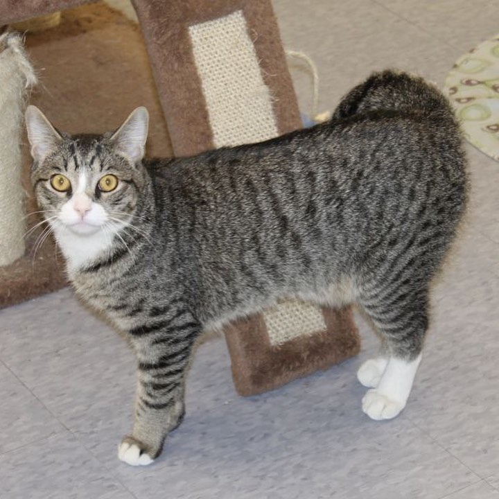 Lucky is a beautiful young tabby boy with silky, soft fur and the longest tail we've ever seen! He LOVES to be with people and never misses an opportunity to be part of any social activity. He's polite, but he's not shy so be ready for a quick meow just to remind you he's available for petting, playing and a shower of attention. He doesn't mind being carried if you don't mind giving him a lift on occasion and he's not fussy about sharing his space with another friendly feline...though this boy is all the love you need. Will you adopt him? <a target='_blank' href='https://www.instagram.com/explore/tags/adoptablecats/'>#adoptablecats</a> <a target='_blank' href='https://www.instagram.com/explore/tags/rescuecats/'>#rescuecats</a> <a target='_blank' href='https://www.instagram.com/explore/tags/caturdayeve/'>#caturdayeve</a>