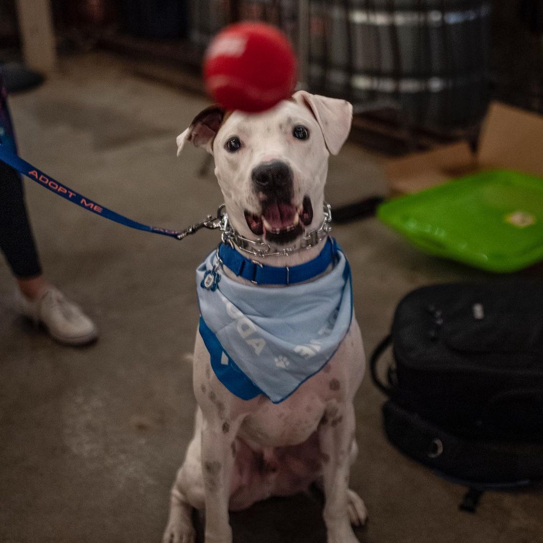 Heading into the weekend with a “Chapo-playing-with-a-ball” level of excitement! 🤩🥳🎾