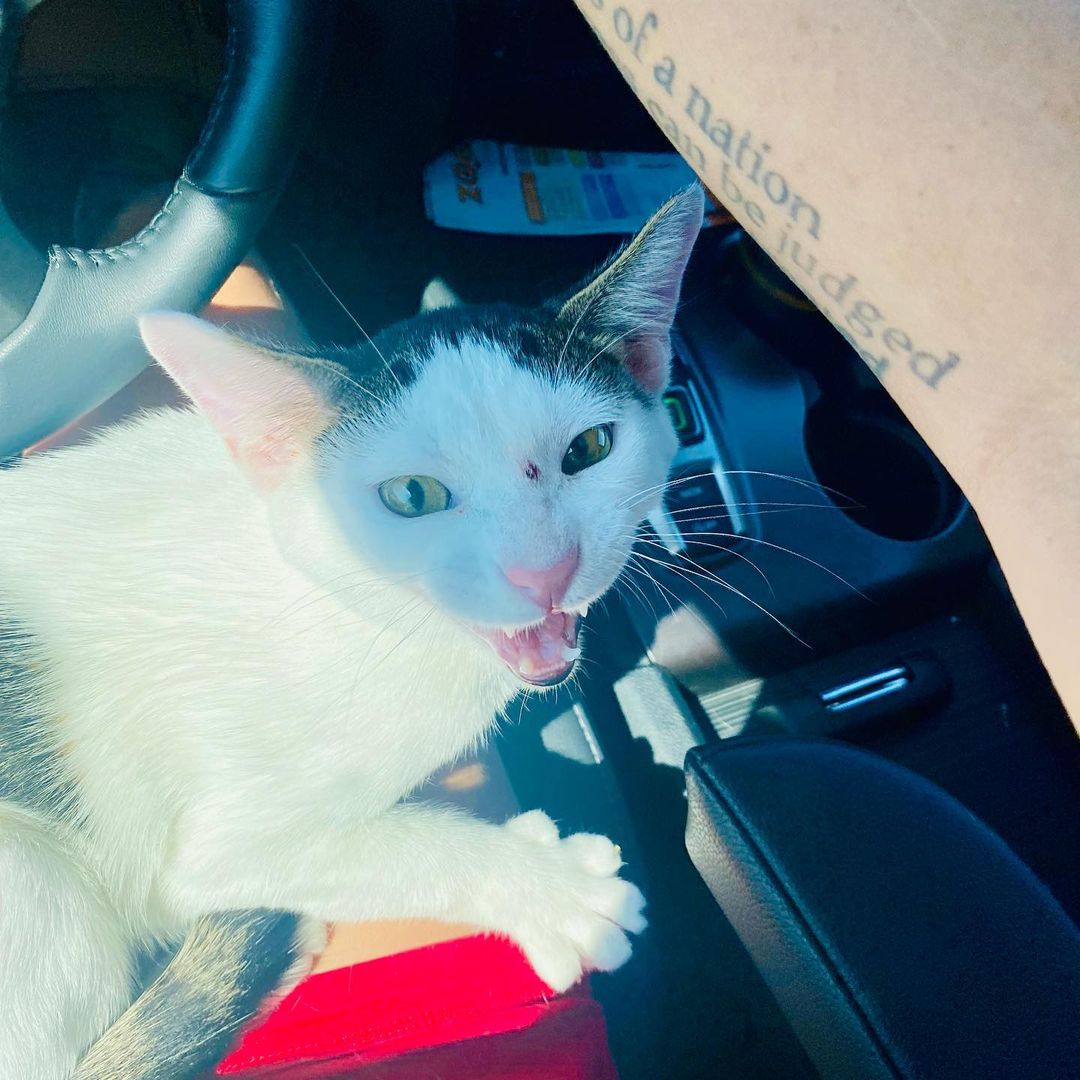 This is Gizmo. He is about a year old. Gizmo graduated from our adoption prep center today and got to go to our Willowbrook Petsmart to be available for adoption. Gizmo felt it was very unfair that he be forced to ride in the back in a carrier. So he broke out, tried out the carseat, loudly critiqued my driving, showed me the right way to do it, looked out the window for a bit and finally settled in my lap for the thirty minute drive. Gizmo is one of a kind, enough love and purrsonality for ten cats. Honestly, if I wasn’t already at my limit, he would have just stayed in the car with me until we drove all the way home. If you are looking for that one super special cat, this is him. Hands down, he is just amazing. Now run, don’t walk, to your computer to fill out an application at https://bit.ly/2YwUr3U.