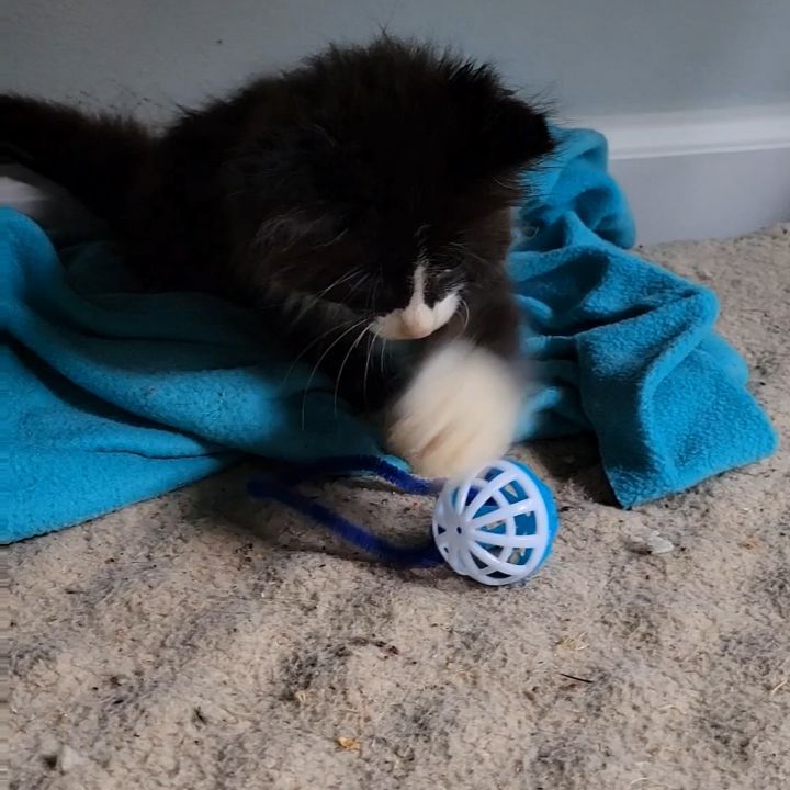 What's happenin' party people?! My name is Cuervo, and I'm here to find my forever family. My brother Jose and I are absolutely adorable long-haired male kittens who were born on August 8, 2021. We both have wobbly cat syndrome which is also known as cerebellar hypoplasia, or CH. Because of it, we walk around like we're drunk - hence our names! We can live a totally normal life, and we aren't in any sort of pain. Our lifespan isn't any shorter either! The cool thing is that I won't ever get any more wobbly than I am right now. In fact, my balance will improve a little bit as I get to be more coordinated as an adult. Us kittens are inherently clumsy anyway. Both of us are super social and playful, but I'm definitely the more snuggly and affectionate one. The moment I see a lap I can plop into, I make a very wobbly beeline toward it. It might take me a little longer than the average kitten, but I'm absolutely determined to! When my foster mom is up higher than I am able to climb, I'll tap her toes so she knows to pick me up and set me on her lap. Once I'm there I'm totally down for a cozy cat nap while you work, or we can watch Netflix together. I'm pretty much down for anything. Give me a chance and I promise I'll fill your home with love and laughter, you really can't help but chuckle at my kitten antics.Apply today! Adoption fee: $125. Adopt a pair: $200. Fee includes testing, deworming, vaccinations, spay/neuter, microchip and 30 days of free pet insurance. Apply online at www.pawsforliferescue.org

<a target='_blank' href='https://www.instagram.com/explore/tags/adoptable/'>#adoptable</a> <a target='_blank' href='https://www.instagram.com/explore/tags/adoptdontshop/'>#adoptdontshop</a> <a target='_blank' href='https://www.instagram.com/explore/tags/ch/'>#ch</a> <a target='_blank' href='https://www.instagram.com/explore/tags/wobbly/'>#wobbly</a> <a target='_blank' href='https://www.instagram.com/explore/tags/tuxedokitten/'>#tuxedokitten</a> <a target='_blank' href='https://www.instagram.com/explore/tags/kitten/'>#kitten</a>