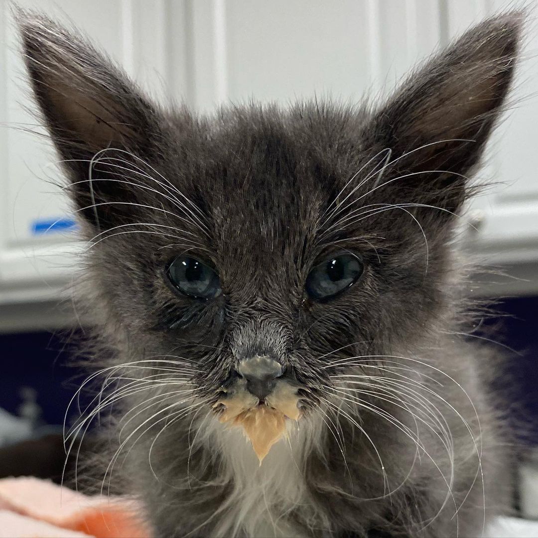 When the sick kitten finally starts to eat on his own we all jump for joy and hope he has turned a corner for the better <a target='_blank' href='https://www.instagram.com/explore/tags/shelterkitten/'>#shelterkitten</a> <a target='_blank' href='https://www.instagram.com/explore/tags/kittenfood/'>#kittenfood</a> <a target='_blank' href='https://www.instagram.com/explore/tags/smolboi/'>#smolboi</a> <a target='_blank' href='https://www.instagram.com/explore/tags/babykitty/'>#babykitty</a> <a target='_blank' href='https://www.instagram.com/explore/tags/kittenrescue/'>#kittenrescue</a>