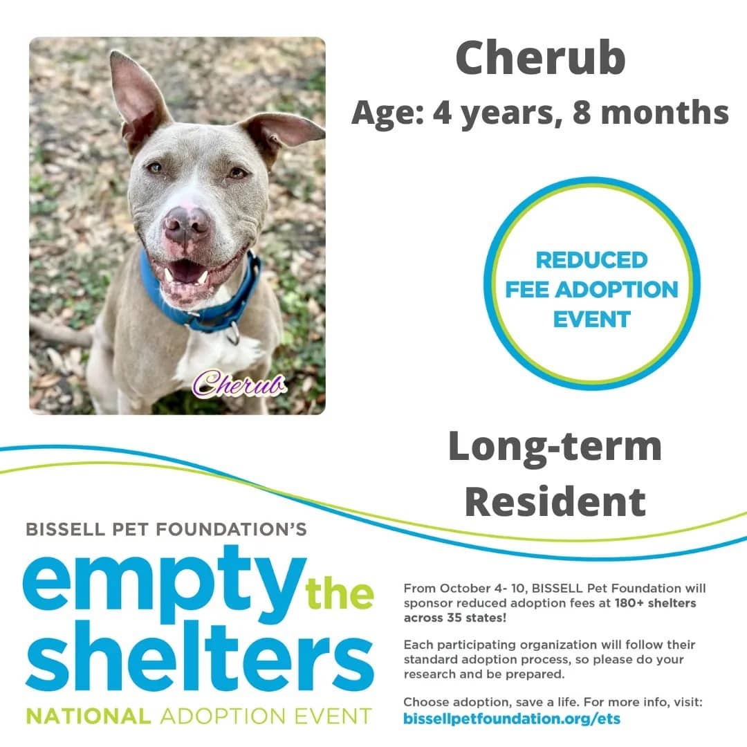 Don't miss out on the Bissell Pet Foundations Empty The Shelters Adoption event occurring this week until October 10th.

$25 FOR ALL ANIMALS!!!

The Humane Society of Marion County, Florida
We are located at:
701 NW 14th Rd
Ocala, Florida 34475
352.873.PETS

Additional event details can be found at:
https://fb.me/e/4aOYNJQQx

<a target='_blank' href='https://www.instagram.com/explore/tags/bissellpetfoundation/'>#bissellpetfoundation</a> <a target='_blank' href='https://www.instagram.com/explore/tags/bissell/'>#bissell</a> <a target='_blank' href='https://www.instagram.com/explore/tags/pets/'>#pets</a> <a target='_blank' href='https://www.instagram.com/explore/tags/instagram/'>#instagram</a> <a target='_blank' href='https://www.instagram.com/explore/tags/facebook/'>#facebook</a> <a target='_blank' href='https://www.instagram.com/explore/tags/HumaneSocietyofMarionCounty/'>#HumaneSocietyofMarionCounty</a> <a target='_blank' href='https://www.instagram.com/explore/tags/humanesociety/'>#humanesociety</a> <a target='_blank' href='https://www.instagram.com/explore/tags/MarionCounty/'>#MarionCounty</a> <a target='_blank' href='https://www.instagram.com/explore/tags/Ocala/'>#Ocala</a> <a target='_blank' href='https://www.instagram.com/explore/tags/Florida/'>#Florida</a> <a target='_blank' href='https://www.instagram.com/explore/tags/adoptlove/'>#adoptlove</a> <a target='_blank' href='https://www.instagram.com/explore/tags/adoptdontshop/'>#adoptdontshop</a>🐾 <a target='_blank' href='https://www.instagram.com/explore/tags/adoptadog/'>#adoptadog</a> <a target='_blank' href='https://www.instagram.com/explore/tags/adoptablecat/'>#adoptablecat</a> <a target='_blank' href='https://www.instagram.com/explore/tags/longterm/'>#longterm</a> <a target='_blank' href='https://www.instagram.com/explore/tags/adoptus/'>#adoptus</a> <a target='_blank' href='https://www.instagram.com/explore/tags/givelove/'>#givelove</a> <a target='_blank' href='https://www.instagram.com/explore/tags/doglife/'>#doglife</a>🐾 <a target='_blank' href='https://www.instagram.com/explore/tags/dogs_of_instagram/'>#dogs_of_instagram</a> <a target='_blank' href='https://www.instagram.com/explore/tags/catsofinstagram/'>#catsofinstagram</a> <a target='_blank' href='https://www.instagram.com/explore/tags/dogs/'>#dogs</a>🐶 <a target='_blank' href='https://www.instagram.com/explore/tags/cats/'>#cats</a>🐱 <a target='_blank' href='https://www.instagram.com/explore/tags/catsmeow/'>#catsmeow</a>