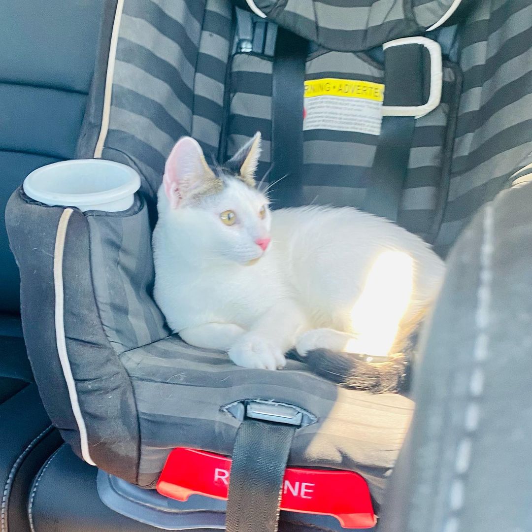 This is Gizmo. He is about a year old. Gizmo graduated from our adoption prep center today and got to go to our Willowbrook Petsmart to be available for adoption. Gizmo felt it was very unfair that he be forced to ride in the back in a carrier. So he broke out, tried out the carseat, loudly critiqued my driving, showed me the right way to do it, looked out the window for a bit and finally settled in my lap for the thirty minute drive. Gizmo is one of a kind, enough love and purrsonality for ten cats. Honestly, if I wasn’t already at my limit, he would have just stayed in the car with me until we drove all the way home. If you are looking for that one super special cat, this is him. Hands down, he is just amazing. Now run, don’t walk, to your computer to fill out an application at https://bit.ly/2YwUr3U.