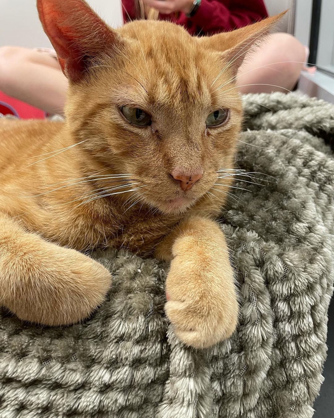 This is Little Boy! He is a very calm and sweet old soul who loves to keep you company while you study/work. We all know pet breaks while studying are the best!😻❤️
<a target='_blank' href='https://www.instagram.com/explore/tags/cats/'>#cats</a> <a target='_blank' href='https://www.instagram.com/explore/tags/adoptdontshop/'>#adoptdontshop</a> <a target='_blank' href='https://www.instagram.com/explore/tags/catadoption/'>#catadoption</a> <a target='_blank' href='https://www.instagram.com/explore/tags/catsofinstagram/'>#catsofinstagram</a> <a target='_blank' href='https://www.instagram.com/explore/tags/adopt/'>#adopt</a>