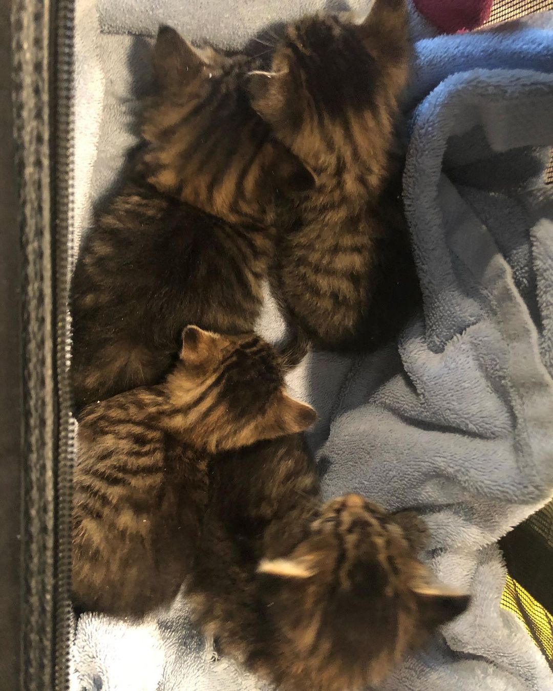 We have 4, 3 week old kittens in need of a foster home! Please DM us tonight for more information ❤️