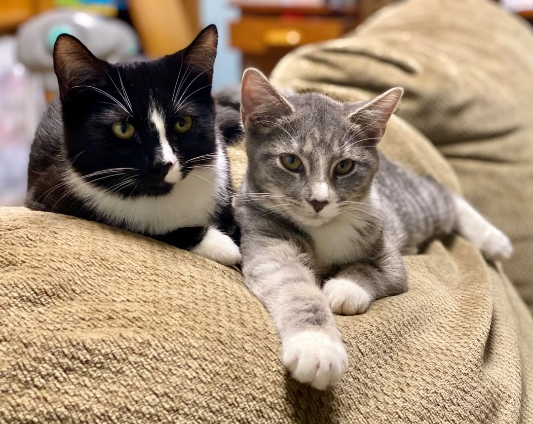 ✨This bonded pair is looking for their forever home, could it be you?✨

We love bonded pairs (and kitten pairs in general)! Despite what you've likely heard, cats & kittens are truly social creatures. They thrive when they have a best friend in their life. Kittens especially tend to be happier & less destructive when they have another feline companion to take their kitten energy out on.

🐈 Pam (gray tabby) relies heavily on her brother, Michael, to help her navigate this world. She is a bit more shy and really get her confidence from his encouragement. She will follow him around like a puppy & is rarely more than a few inches from him at all time.

🐈Michael on the other-hand is the complete opposite. He is very confident, fearless & loves to walk up to complete strangers to say 