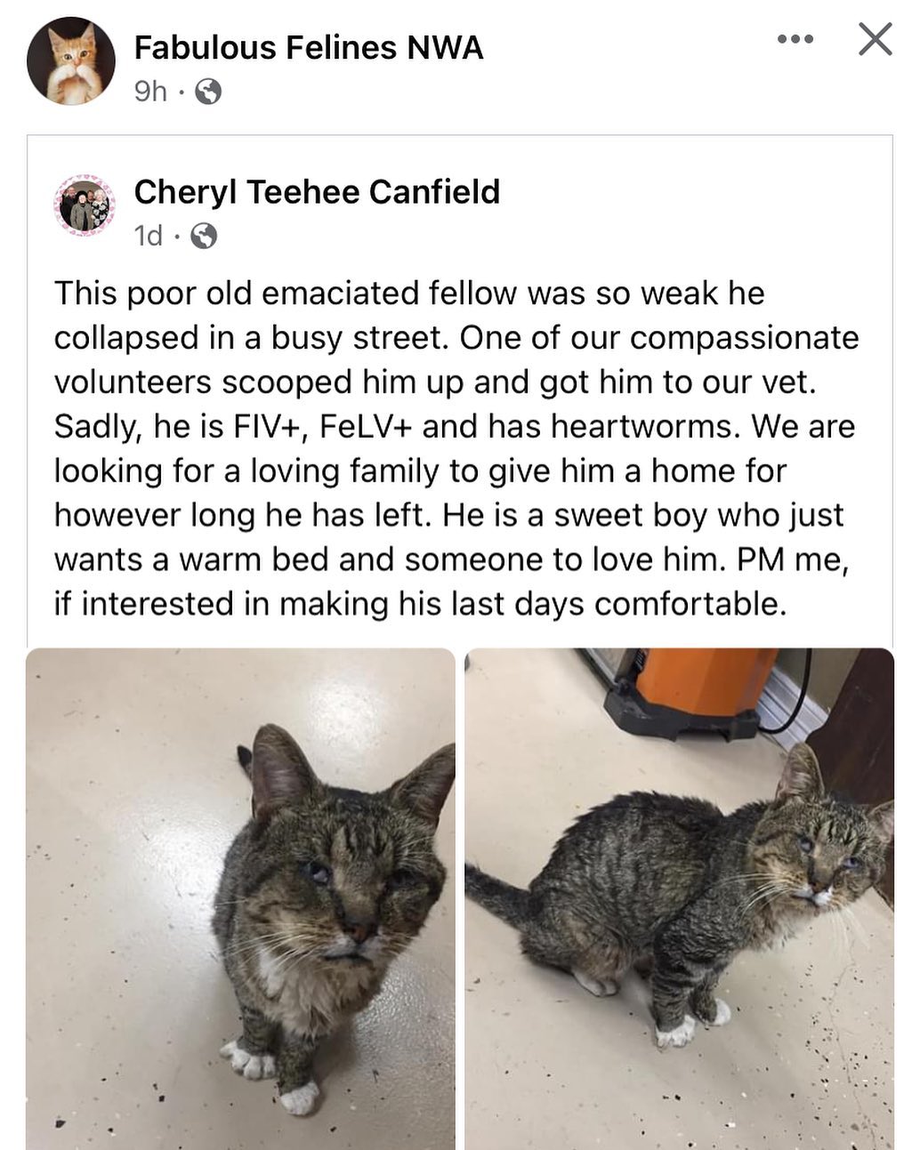 🙏 If anyone is willing to open their home to this sweet guy in his final days, please head over to our Facebook page! He is FIV+ and FeLV+ but deserves a loving home til the end!