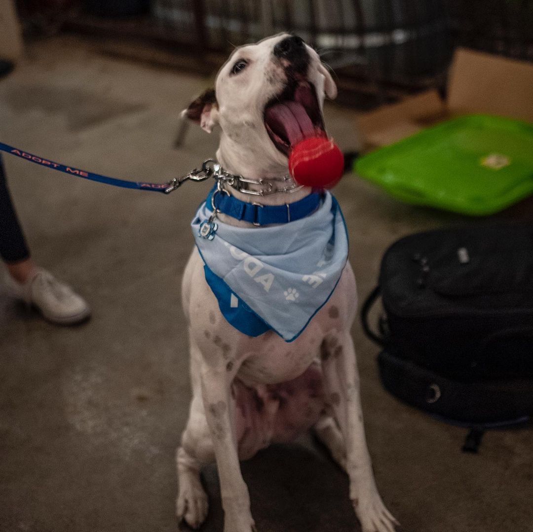 Heading into the weekend with a “Chapo-playing-with-a-ball” level of excitement! 🤩🥳🎾