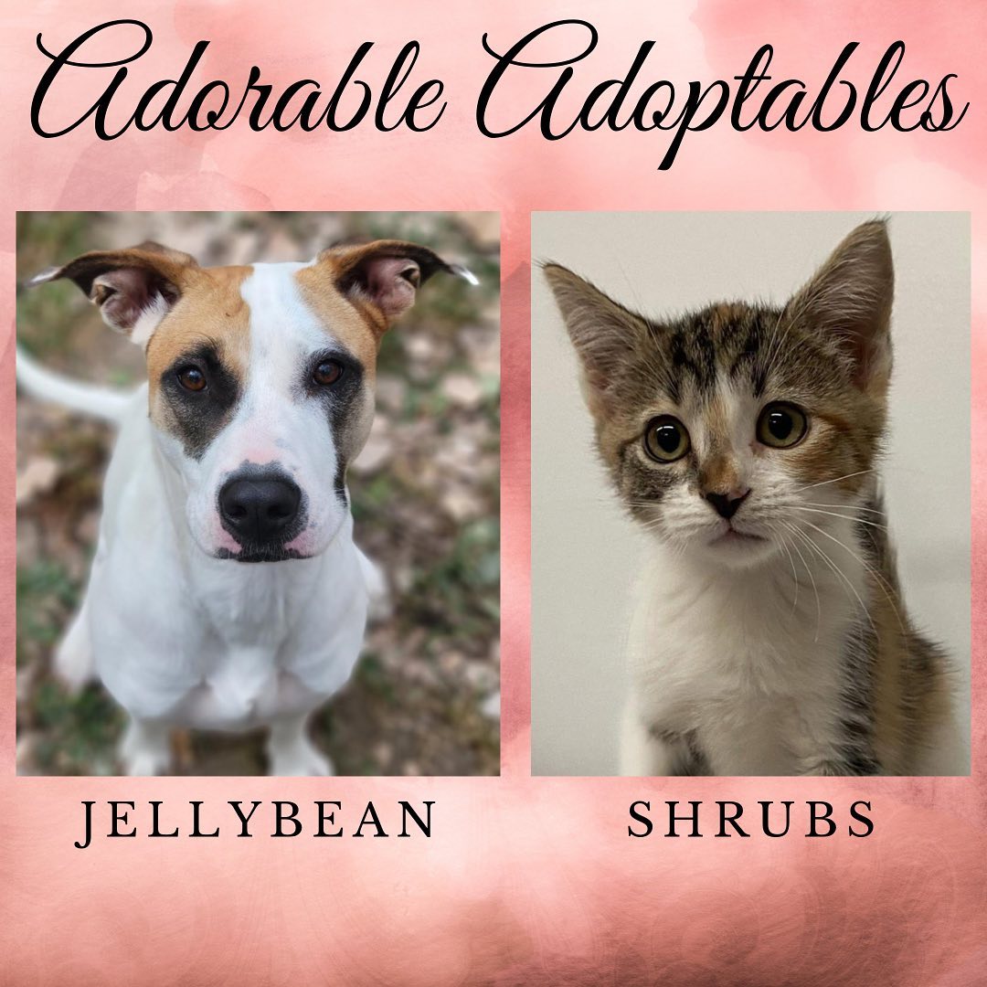 Here are just a few of the adorable adoptable animals here at T. Russell Reitz! If you are interested in adopting, we are open Monday-Saturday, 1-5pm and would be more than happy to help you find your new best friend! You can find the rest of our adoptable pets at https://www.petfinder.com/search/pets-for-adoption/?shelter_id%5B0%5D=KS03&sort%5B0%5D=recently_added! If you have any questions, please feel free to give us a call at 785-587-2783.