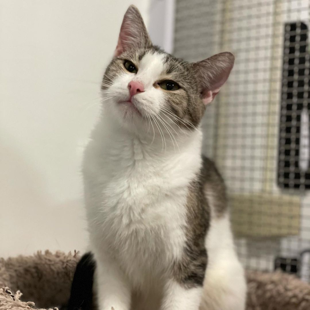 After 71 days, Delcatty finally found a family! Congratulations to this sweet girl and her new humans 🤍🥳

<a target='_blank' href='https://www.instagram.com/explore/tags/adoptionday/'>#adoptionday</a> <a target='_blank' href='https://www.instagram.com/explore/tags/adoptedcat/'>#adoptedcat</a> <a target='_blank' href='https://www.instagram.com/explore/tags/happyadoptionday/'>#happyadoptionday</a> <a target='_blank' href='https://www.instagram.com/explore/tags/tabbycat/'>#tabbycat</a> <a target='_blank' href='https://www.instagram.com/explore/tags/tabbyandwhite/'>#tabbyandwhite</a> <a target='_blank' href='https://www.instagram.com/explore/tags/playfulcat/'>#playfulcat</a> <a target='_blank' href='https://www.instagram.com/explore/tags/mommacat/'>#mommacat</a> <a target='_blank' href='https://www.instagram.com/explore/tags/winonaareahumanesociety/'>#winonaareahumanesociety</a> <a target='_blank' href='https://www.instagram.com/explore/tags/wahs/'>#wahs</a> <a target='_blank' href='https://www.instagram.com/explore/tags/winona/'>#winona</a> <a target='_blank' href='https://www.instagram.com/explore/tags/humanesociety/'>#humanesociety</a> <a target='_blank' href='https://www.instagram.com/explore/tags/petadoption/'>#petadoption</a> <a target='_blank' href='https://www.instagram.com/explore/tags/foreverhome/'>#foreverhome</a> <a target='_blank' href='https://www.instagram.com/explore/tags/adoptdontshop/'>#adoptdontshop</a> <a target='_blank' href='https://www.instagram.com/explore/tags/chooseadoption/'>#chooseadoption</a> <a target='_blank' href='https://www.instagram.com/explore/tags/rescueismyfavoritebreed/'>#rescueismyfavoritebreed</a> <a target='_blank' href='https://www.instagram.com/explore/tags/rescuecats/'>#rescuecats</a> <a target='_blank' href='https://www.instagram.com/explore/tags/shelter/'>#shelter</a> <a target='_blank' href='https://www.instagram.com/explore/tags/sheltercat/'>#sheltercat</a> <a target='_blank' href='https://www.instagram.com/explore/tags/catsofinstagram/'>#catsofinstagram</a> <a target='_blank' href='https://www.instagram.com/explore/tags/sheltercatsofinstagram/'>#sheltercatsofinstagram</a> <a target='_blank' href='https://www.instagram.com/explore/tags/catstagram/'>#catstagram</a>