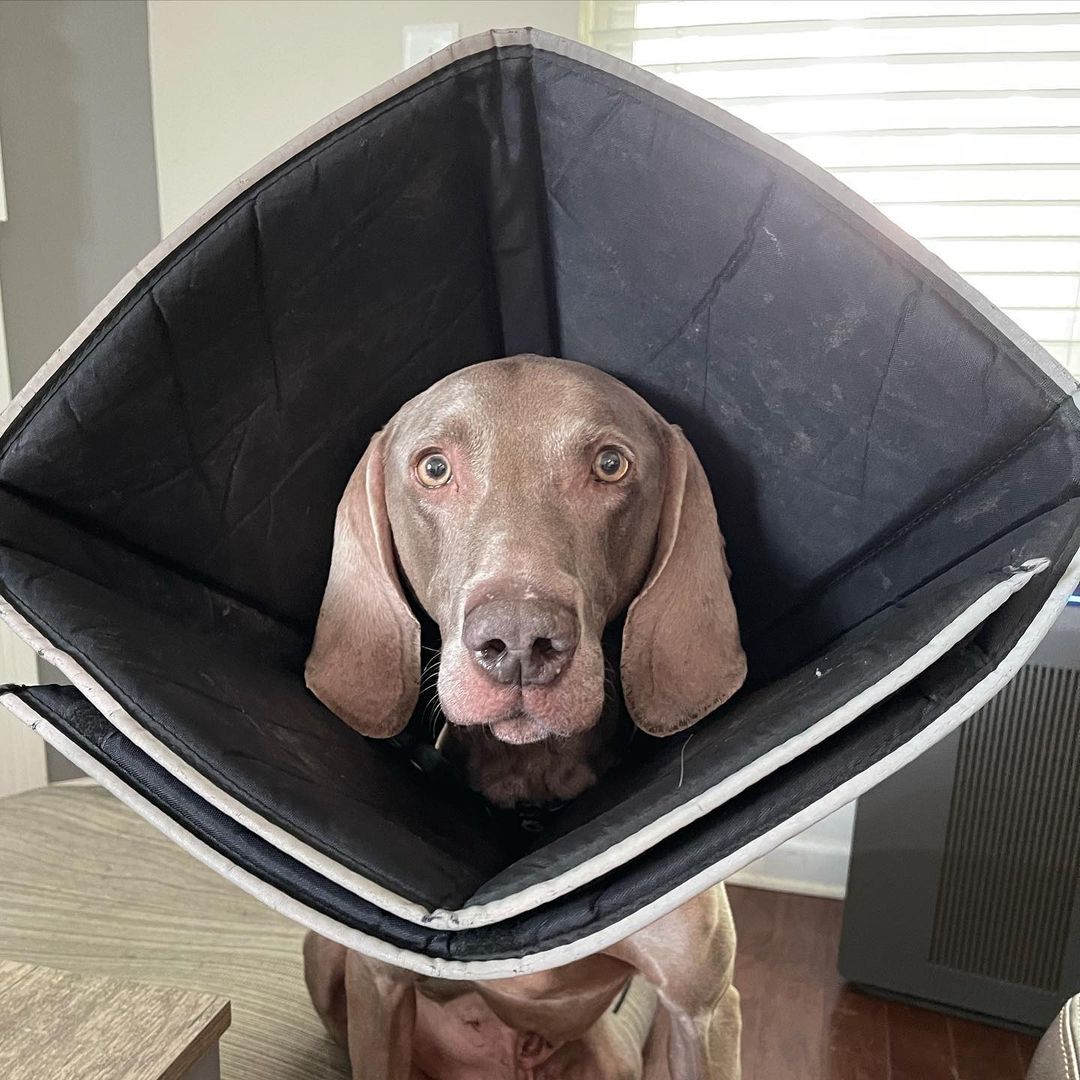 Remember handsome Hank who had to be rushed to the emergency vet 2 weeks ago for complications after his neuter surgery? Well, thanks to all the good vibes you’ve sent to him, he is now back in his foster home!! 👏🏻 🥳

His Foster reports that Hank is doing great, has a healthy appetite, but sadly has to sport the “cone of shame”. 😂❤️

He had been at the vet hospital since September 20 and just returned on October 5. His incisions from his neuter surgery opened up and became infected while in his Foster’s care. There were concerns of the infection spreading into his abdomen. The wonderful staff at Wake Veterinary Hospital and Urgent Care took him in immediately and provided the urgent medical care he needed. 

Hank had a few surgeries completed at Wake Vet and the amazing doctors closed his incisions, but he needed to stay with them so they could keep watch on him around the clock and change his bandages. He had two Jackson-Pratt drains put in him and a lot of antibiotics/meds to help him recover. 

The total for Hank’s vet hospital stay and procedures totaled over $8,000 in order to get him back to health and healed enough to return home. If you are able to donate towards his medical bills, CFP and Hank would be extremely grateful so we can continue to save more lives!